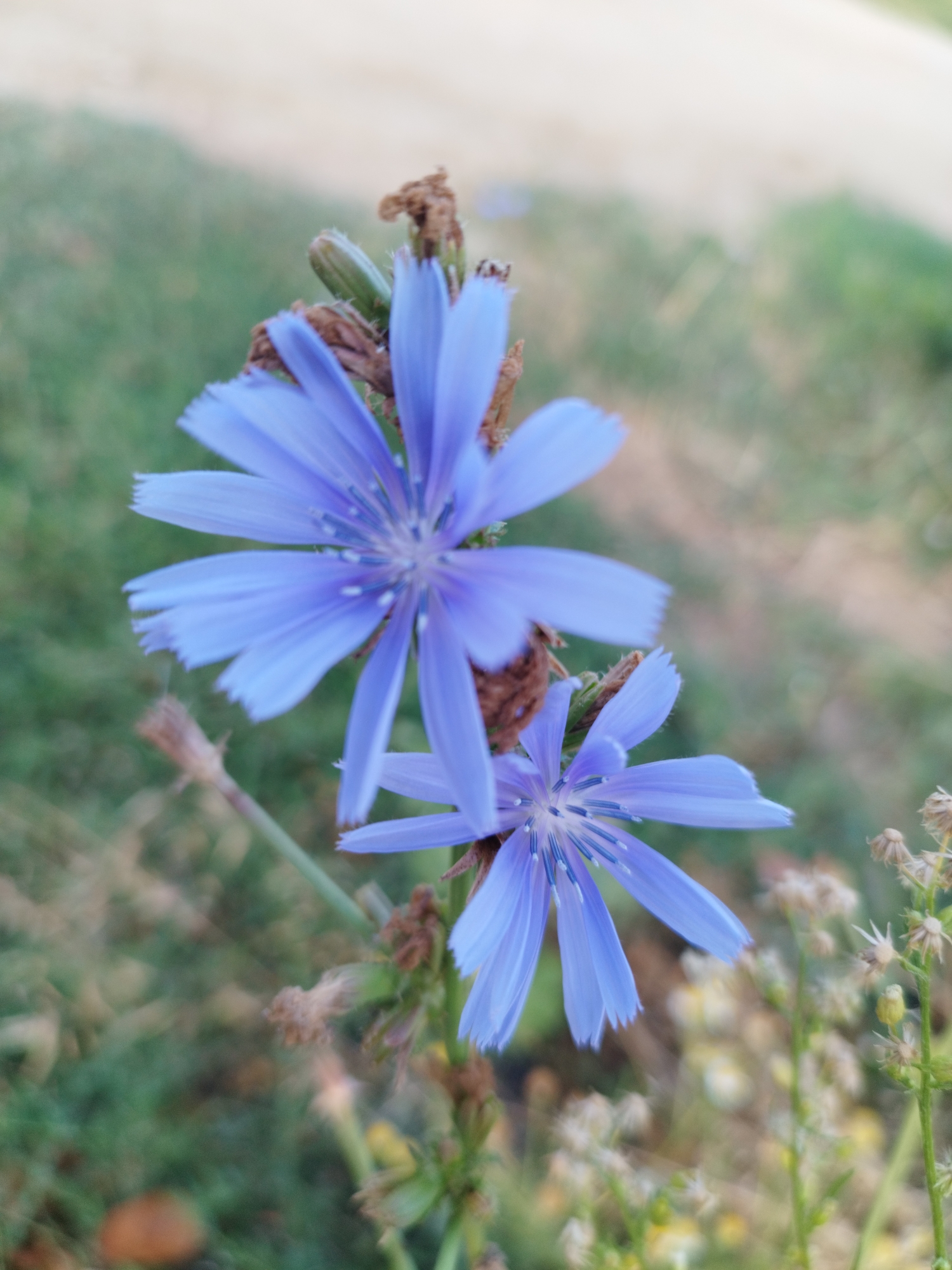 The image captures a close-up view of two delicate blue chicory flowers, their petals unfurling against a blurred backdrop of green grass and a sandy path. The flowers, with their numerous, slender, ray-like petals, are the focal point, showcasing intricate centers with delicate stamens. The foreground is dominated by the vibrant blue of the petals, some appearing slightly frayed at the edges. Behind them, other dried seed heads and green stalks suggest a wild, natural setting. The overall impression is one of natural beauty and subtle detail, likely captured in an outdoor environment such as the outskirts of Vidra, Romania, where such wildflowers are common. There are no people or overt human activity depicted in the image.