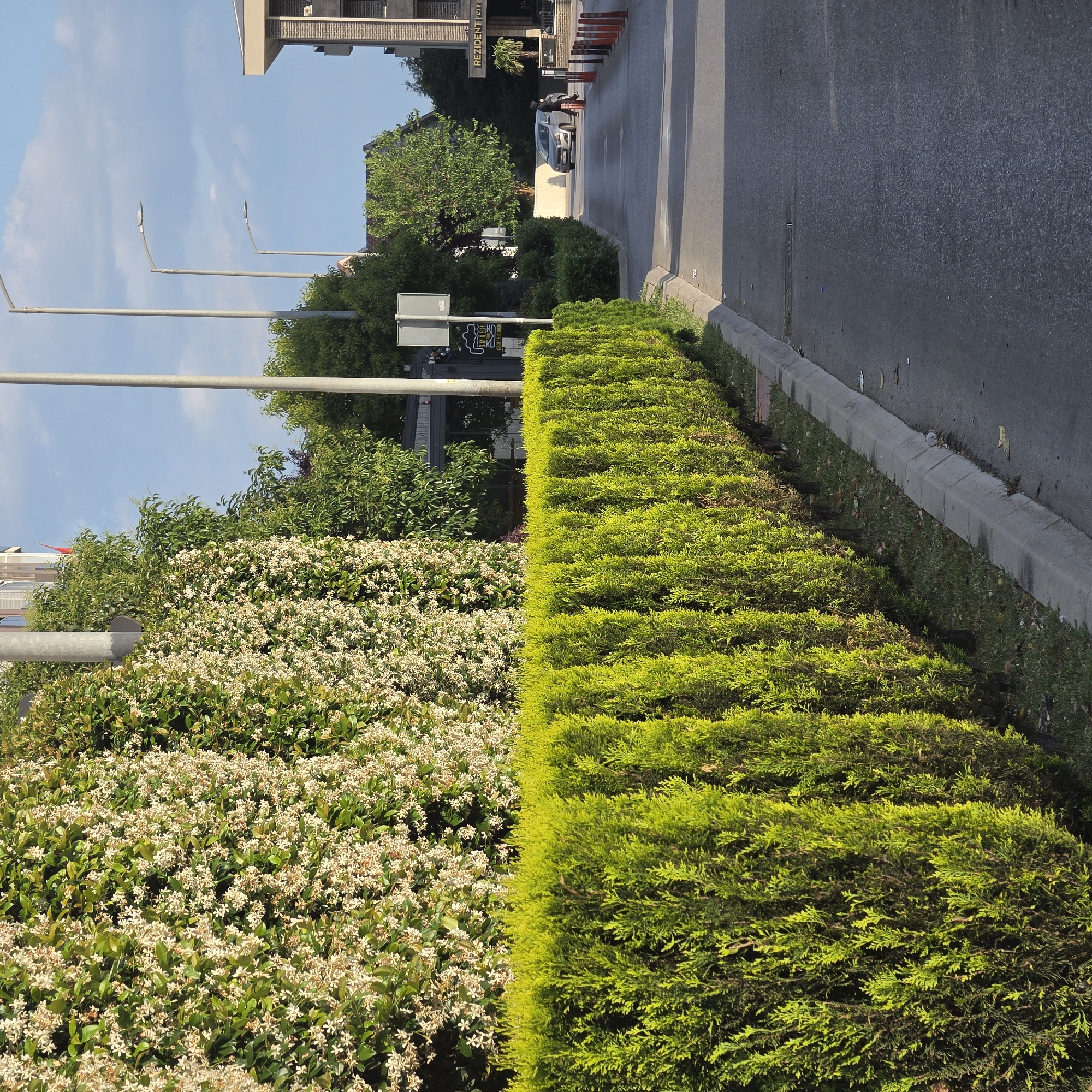 The image depicts a street in Podgorica, Montenegro. A trimmed green hedge runs along the roadside adjacent to a pavement curb and asphalt road. A lower, flowering hedge sits next to the trimmed green one. Above the hedges are trees, streetlights and a street sign. In the background, there is a silver car. A person can be seen near the vehicle. Further in the background is a building. Orange traffic cones are lined up near the building. The sky is blue.