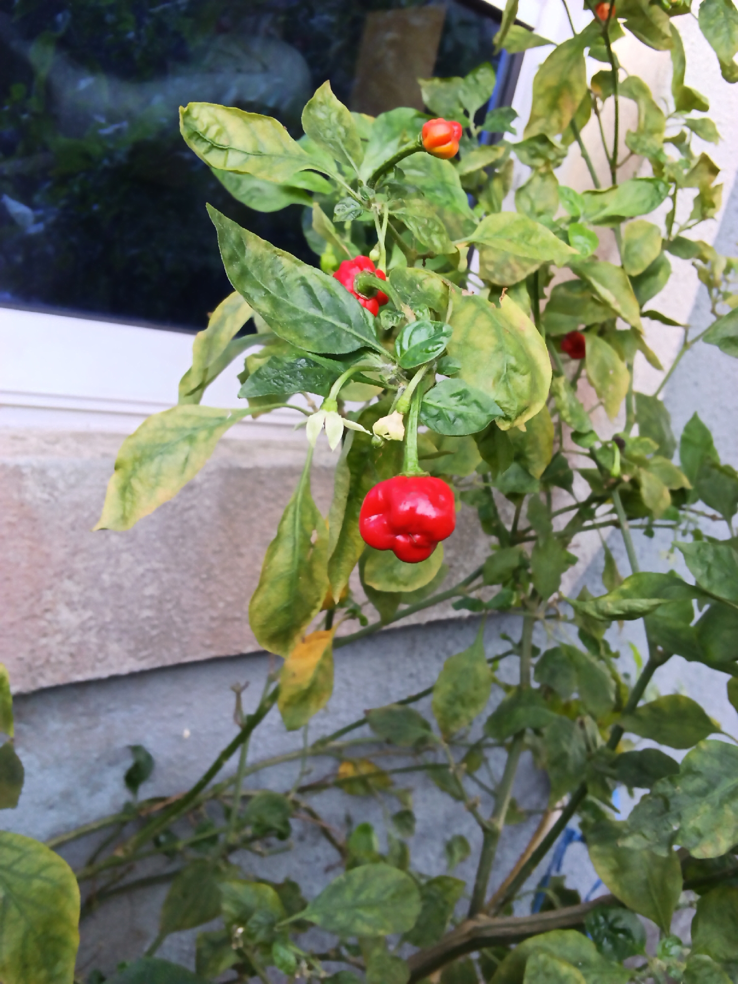 A close-up, eye-level outdoor vertical shot shows a bright red, bell-shaped pepper hanging from a green leafy plant. The pepper is plump and appears ripe, with distinct lobes. The plant has numerous green leaves, some with yellowing edges, and several smaller, less mature peppers, some red and some orange, are visible higher up on the plant. Small white flowers are also present. The plant is growing against a textured, light gray wall, and a white window frame is visible in the upper left corner of the image. The background behind the window is dark and out of focus, suggesting foliage or a shadowed area.