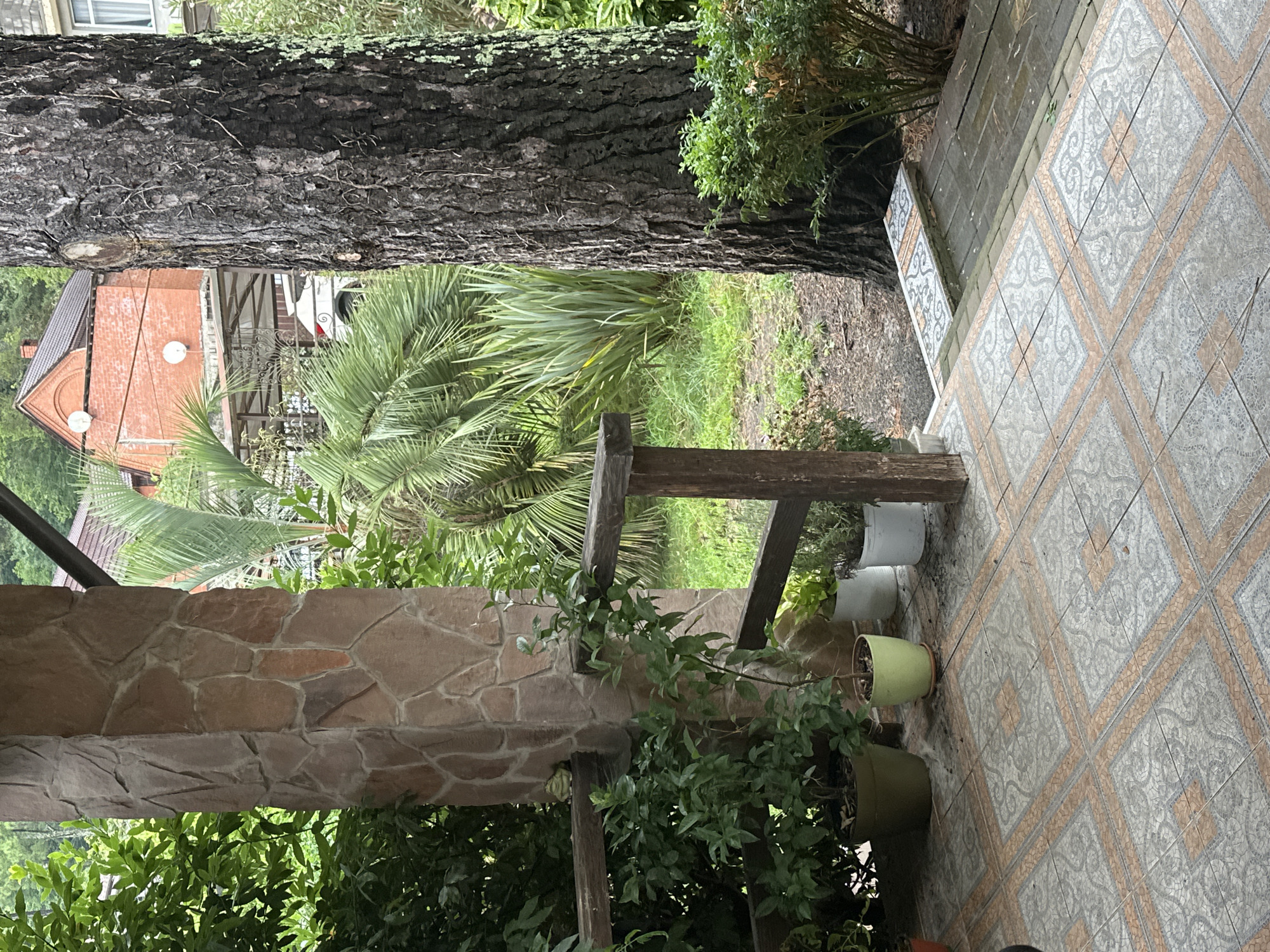 The image depicts a veranda or porch area with patterned tiles on the floor, leading to a stone-clad pillar and a wooden railing. Several potted plants are arranged on the porch, including a bush with green leaves in a dark green pot, a smaller plant in a light green pot, and other plants in white pots. Beyond the railing, a lush, green environment is visible, with various types of foliage including palm trees and tall, grassy plants. A large tree trunk with dark, textured bark stands prominently on the right side of the frame. In the background, a red brick building with a brown roof and satellite dishes can be seen, along with parts of other structures and a parked white car. The setting appears to be a residential area in Sochi, Russia, possibly near a subtropical garden or park given the vegetation.