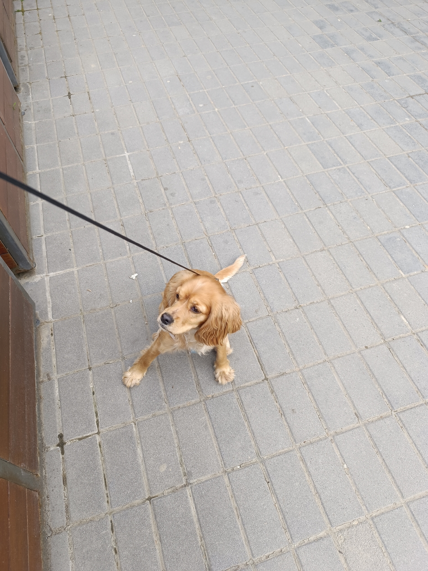 A medium-sized, golden-colored dog sits on a paved sidewalk. The dog is attached to a black leash that extends out of the frame to the left. The sidewalk is composed of light grey rectangular pavers. To the left of the sidewalk is a vertical brick wall. The location is the city of Pleven, Bulgaria.