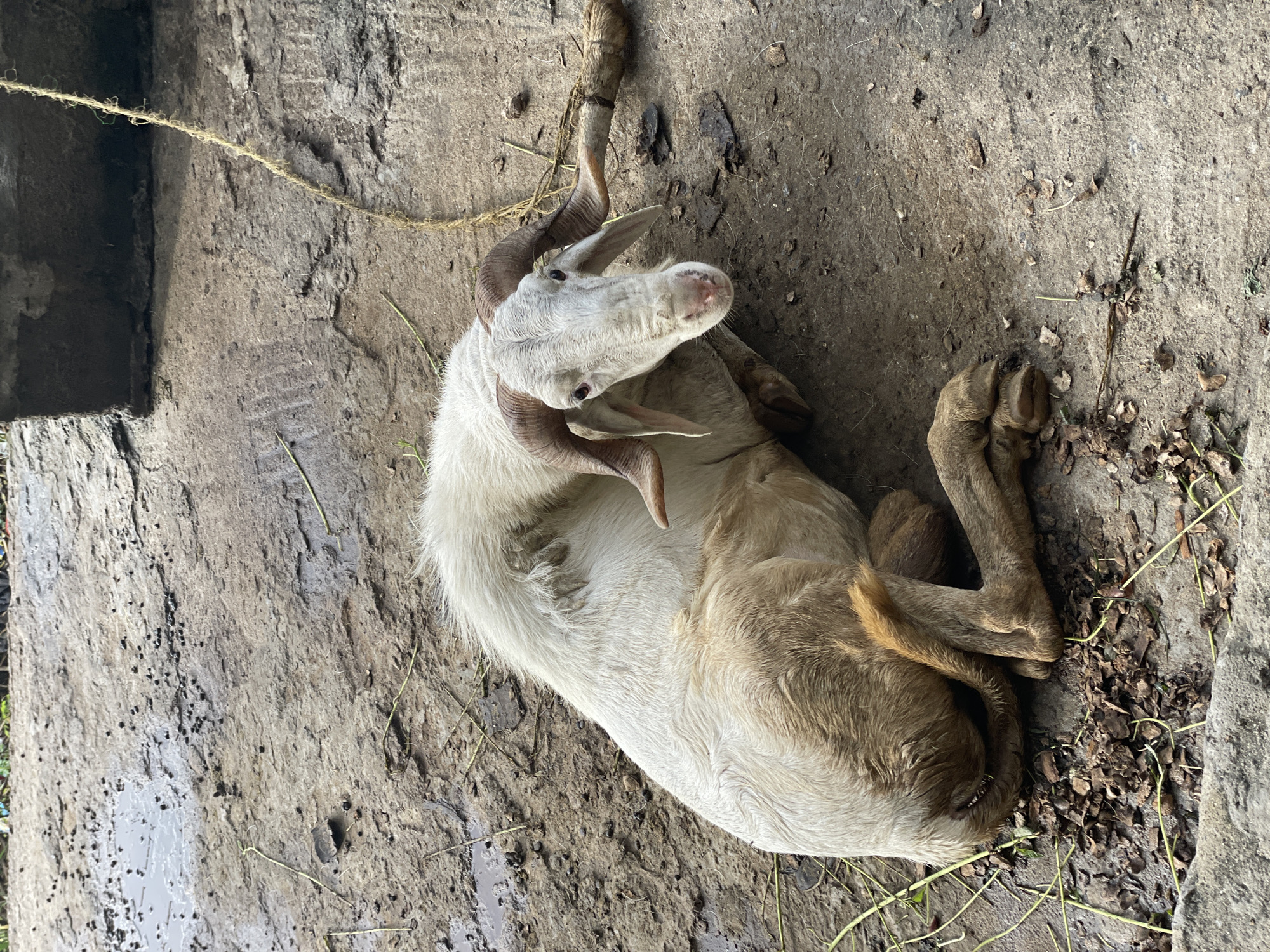 A male sheep (ram) is observed lying on its left side on a rough, uneven concrete and dirt surface within the city of Ikorodu, Nigeria. The ram possesses white fleece, which exhibits brownish discoloration and matting on its lower body and legs, consistent with its environment. Large, light-brown, spiraled horns curve backward from its head. The animal's face, lighter in color, is directed towards the viewer. Its right rear leg appears to be tethered by a frayed, light-colored rope that extends upwards towards a dark concrete block visible in the upper right background. The ground is littered with small, dark, pellet-like droppings, scattered dry leaves, and thin strands of plant matter. Several small puddles of water are present on the uneven surface, indicating moisture. No human subjects are visible in the frame.