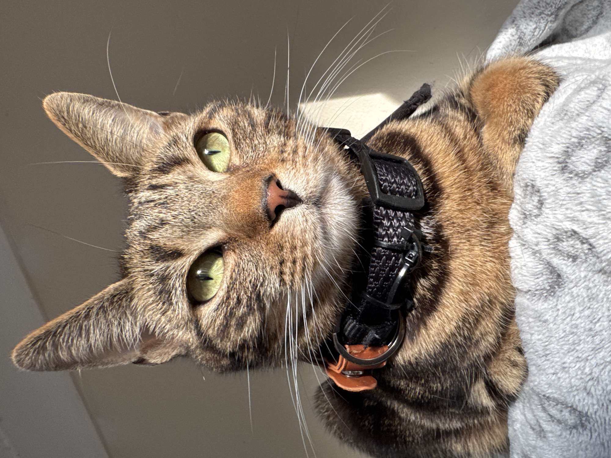 A tan and brown tabby cat with green eyes is positioned looking down at the camera. It is wearing a black collar with an orange tag. Part of the cat's body rests on a gray, fleece-like material. The background appears to be a pale wall or surface. The cat is brightly lit. Location information is not discernible from the image.