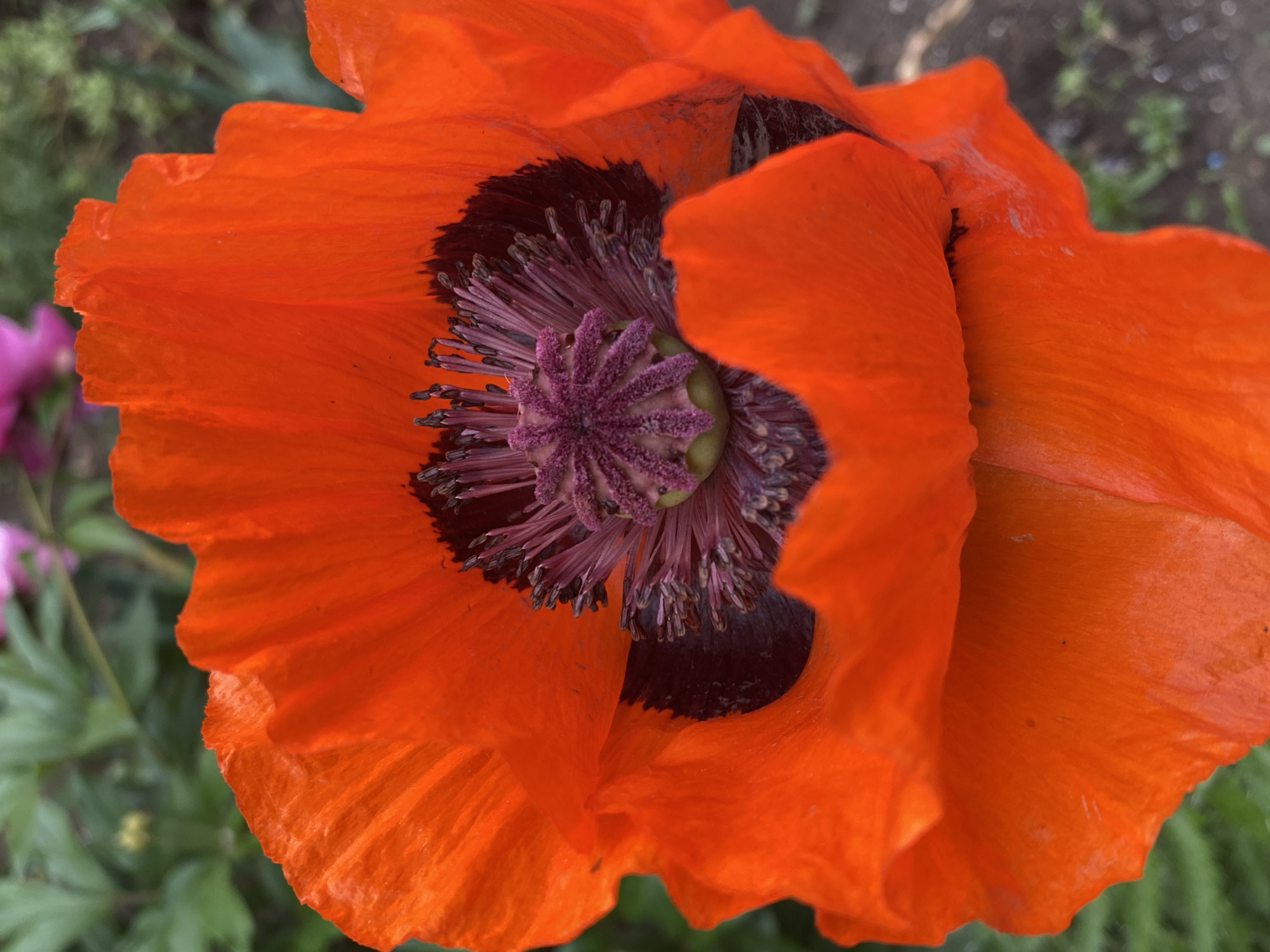 The image shows a close-up view of a vibrant orange poppy flower with a dark, almost black, center. The center is characterized by purple stamens and a distinct floral structure. The background is blurred, suggesting a natural outdoor setting possibly with other plants nearby.