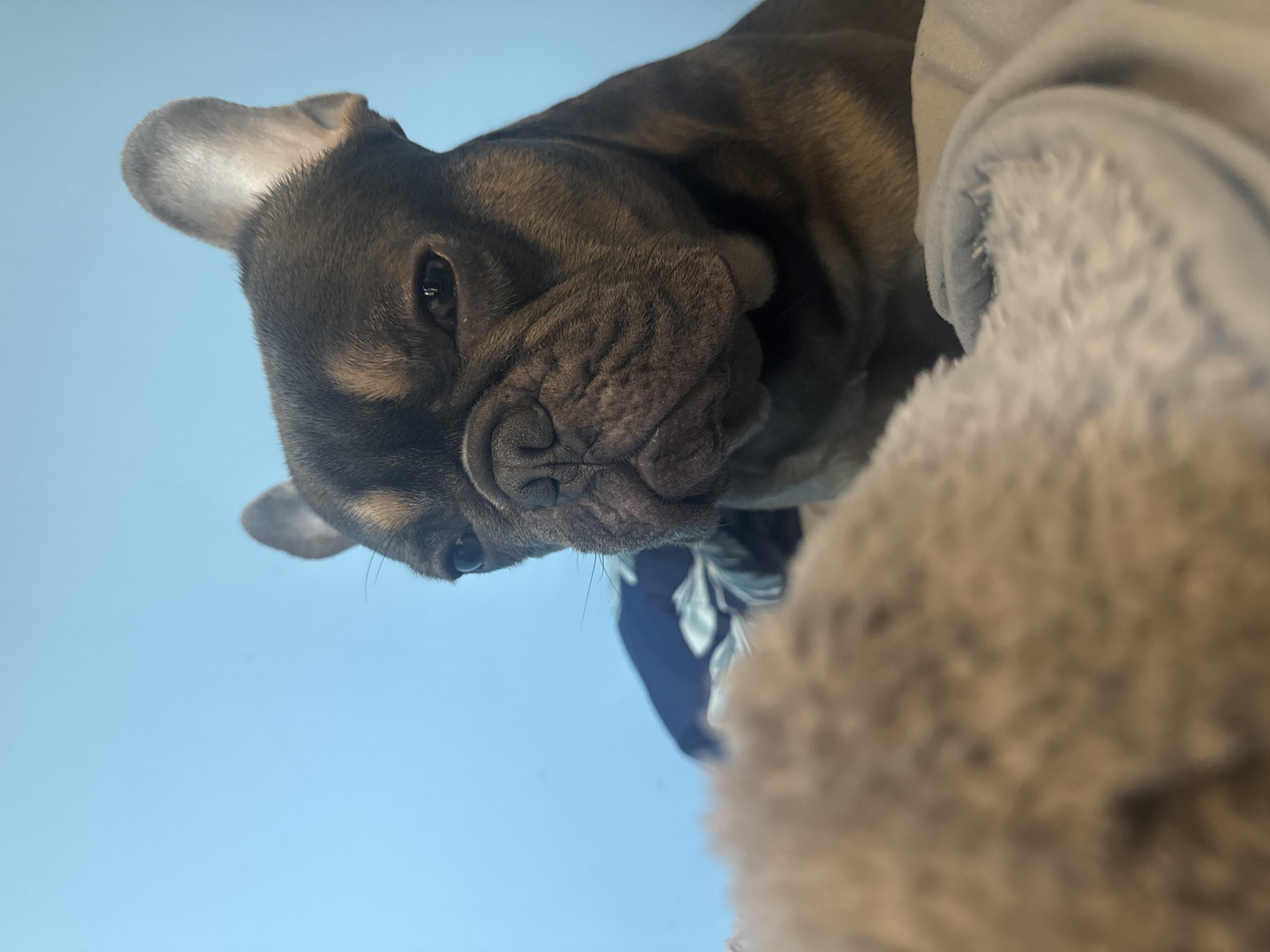 The image displays a close-up, eye-level view of a French Bulldog in an indoor setting. The dog occupies the central and right portions of the frame, facing directly towards the viewer with a neutral, slightly stern expression. It possesses a short, dark grey or blue coat with distinct tan markings on its muzzle, above its eyes, and on parts of its chest. Both ears are erect and prominent. The dog appears to be lying down, situated on or beside bedding. A textured, light blue-grey fluffy blanket or fabric is visible in the bottom right foreground, partially obscuring the lower body of the dog. A blurry, lighter, undefined fabric element is present in the bottom left. Behind the dog's left side, a dark blue fabric with an indistinct lighter pattern is partially visible. The background consists of a plain, solid light blue wall, suggesting an interior room. No human individuals are present in the scene. The specific location within Burgas, Bulgaria, is not discernible from the visual evidence presented in the image.