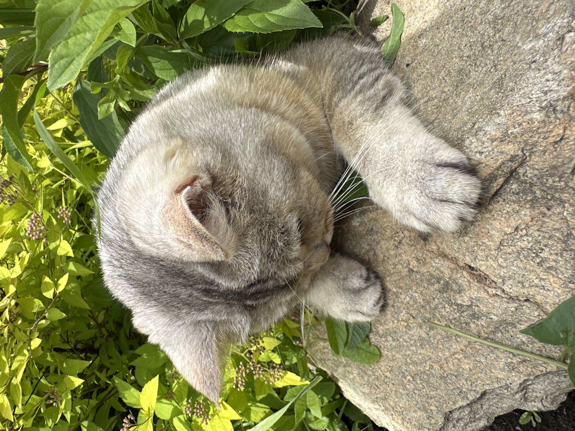 A medium shot shows a tabby cat with grey and cream fur resting on a rock amidst green foliage. The cat is looking down, with its head tilted to the right. Its paws are resting on the rock in front of it. The background consists of dense green leaves and some small pink buds. The lighting suggests a sunny day. The scene is set in an outdoor environment, possibly a garden or park.