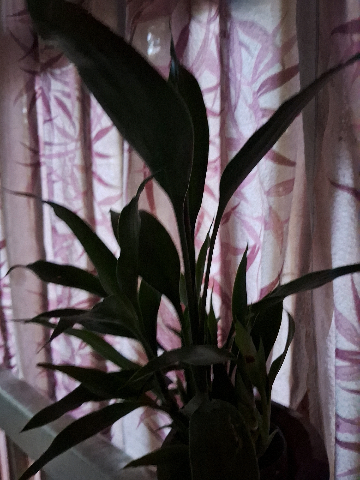 A close-up, vertical, indoor shot shows a dark green plant with long, pointed leaves. The plant is in a dark pot, which is partially visible at the bottom right of the frame. Behind the plant, a sheer curtain with a faint pink leaf pattern is visible. The lighting is dim, creating shadows and obscuring some of the plant's details. The scene appears to be located in Pathiyoor, India.