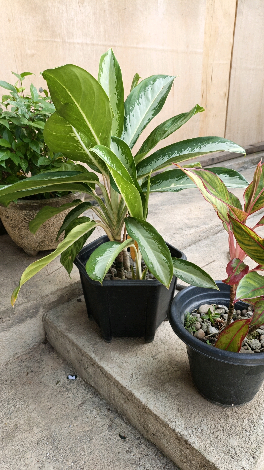 The image shows a close-up view of several potted plants placed on concrete steps. The foreground features a black plastic pot containing a plant with large, variegated green and white leaves. To the right, another black pot holds a plant with red and green patterned leaves. In the background, a larger, textured pot sits to the left, containing a leafy green plant. The plants are illuminated by natural light, casting shadows on the concrete surface. The background consists of a wooden wall, suggesting an outdoor setting. There are no people visible in the image. The scene is static and appears to be an outdoor area, likely a residential garden or patio. Based on the context of the location being Cikal, Indonesia, this would be a common sight in a tropical or subtropical environment.