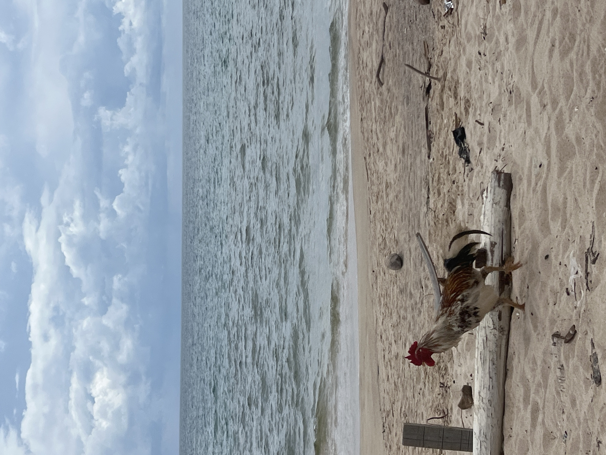 A rooster with predominantly white and brown plumage and a red comb is walking on a sandy beach. The rooster is positioned in the lower left quadrant of the image, facing right. It is standing on the sand near a large, light-colored log that runs horizontally across the lower part of the frame. To the left of the rooster, a weathered wooden post is partially visible. The beach is littered with small pieces of driftwood, debris, and a grey, round object resembling a stone or coconut.
In the background, the sea stretches to the horizon under a cloudy sky. The water is choppy with small waves breaking near the shore, creating a foamy white line along the sand. The sky is filled with a mix of white and grey clouds, with a lighter, pale blue visible between them. The overall impression is of a natural, somewhat unkempt beach environment. The scene appears to be outdoors. The location is identified as Choeng Thale, Thailand.