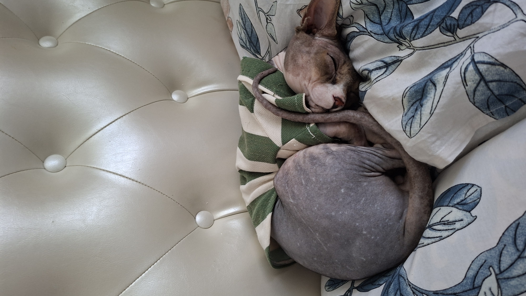 A hairless cat sleeps curled up on a bed. The cat is wearing a green and white striped sweater and is resting on a white pillow with a blue leaf pattern. The background of the image shows a tufted cream-colored headboard. The scene is set indoors, likely in a bedroom. The location of Myadzyel, Belarus is not determinable from the visual information provided in the image.