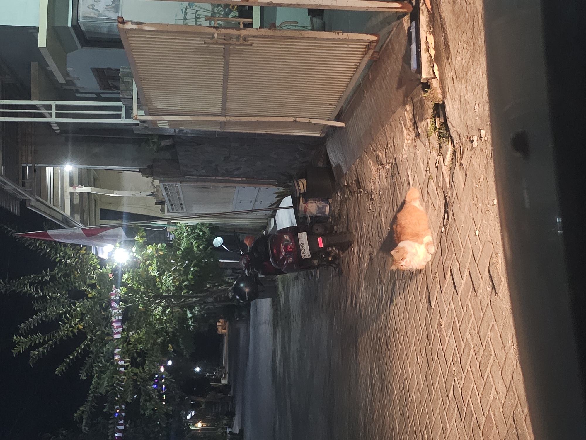 A ginger and white cat is resting on a brick pathway at night. The cat is illuminated by artificial light, casting a shadow. Behind the cat, a dark-colored motorcycle is parked on the pathway. Further in the background, there is a street with trees and some houses. A red and white flag is visible on a pole near a building. The scene appears to be in a residential area of Lamongan, Indonesia.
