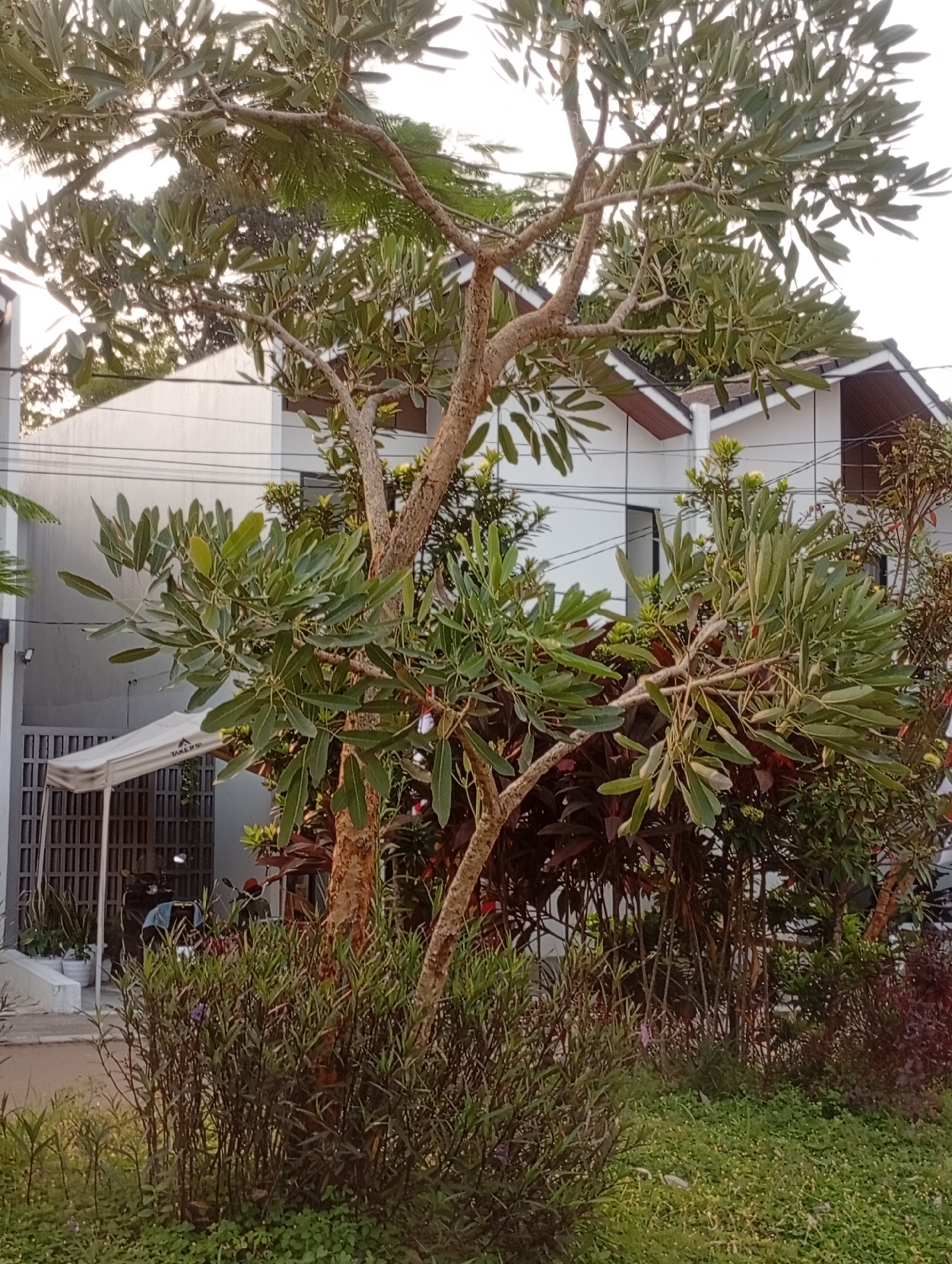The image shows an outdoor scene in Kemang, Indonesia, with a focus on a tree and surrounding vegetation in front of a modern house. The tree in the foreground has a thick, textured trunk and branches laden with light green, elongated leaves. Behind the tree, a white house with dark trim and a slanted roof is visible. To the left of the house, a white canopy structure with a grid pattern behind it is present. A dark-colored motorcycle with a light blue covering is parked behind the canopy. The ground is covered with lush green grass and various smaller plants. The lighting suggests it is daytime, with sunlight filtering through the tree canopy.