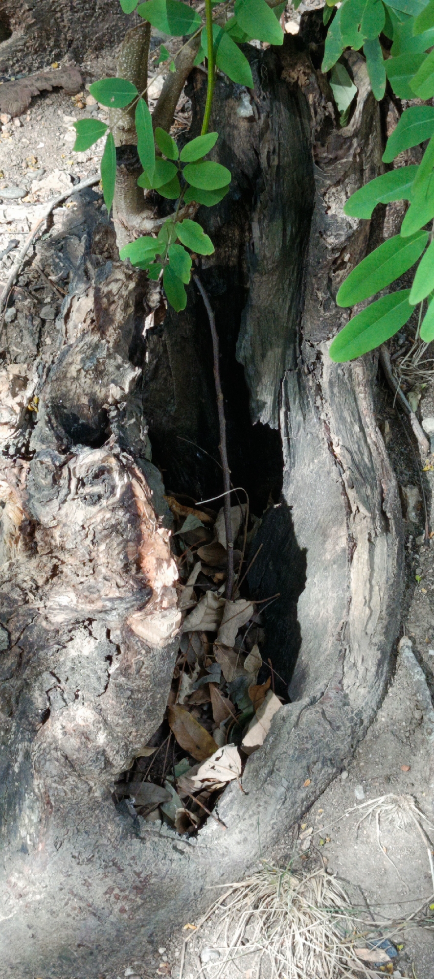 A close-up, eye-level shot focuses on a hollowed-out tree stump in Leuue, Indonesia. The stump's interior is filled with dried leaves and a single thin branch. Green leaves from a new sapling emerge from the top of the stump, with some reaching over the opening. The rough, weathered texture of the decaying wood is prominent, with shades of grey, brown, and hints of red. The ground surrounding the stump is composed of dirt, small stones, and dry grass. The scene is lit by natural sunlight, casting shadows within the hollow.
