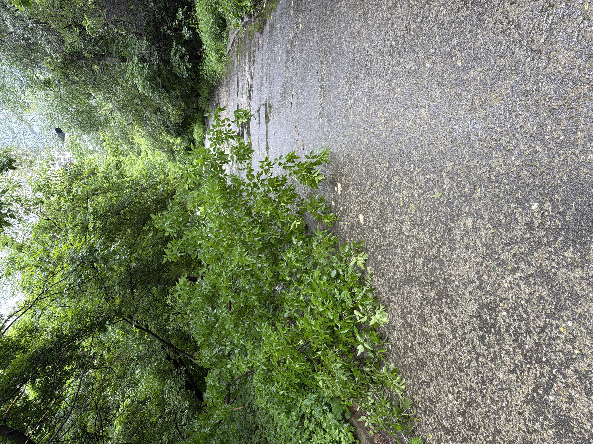 The image depicts a wet, paved pathway in Kyiv, Ukraine, bordered by lush green trees. A large branch, laden with leaves, has fallen onto the pathway from the left side, partially obstructing it. The pathway itself shows signs of wear, with visible cracks and puddles, suggesting recent rainfall. The foliage on either side of the path is dense and vibrant, indicating a natural setting within the city. In the background, a building facade, possibly an apartment block, is visible through the trees, hinting at an urban environment. The sky appears overcast, contributing to the damp atmosphere. No people are present in the scene.