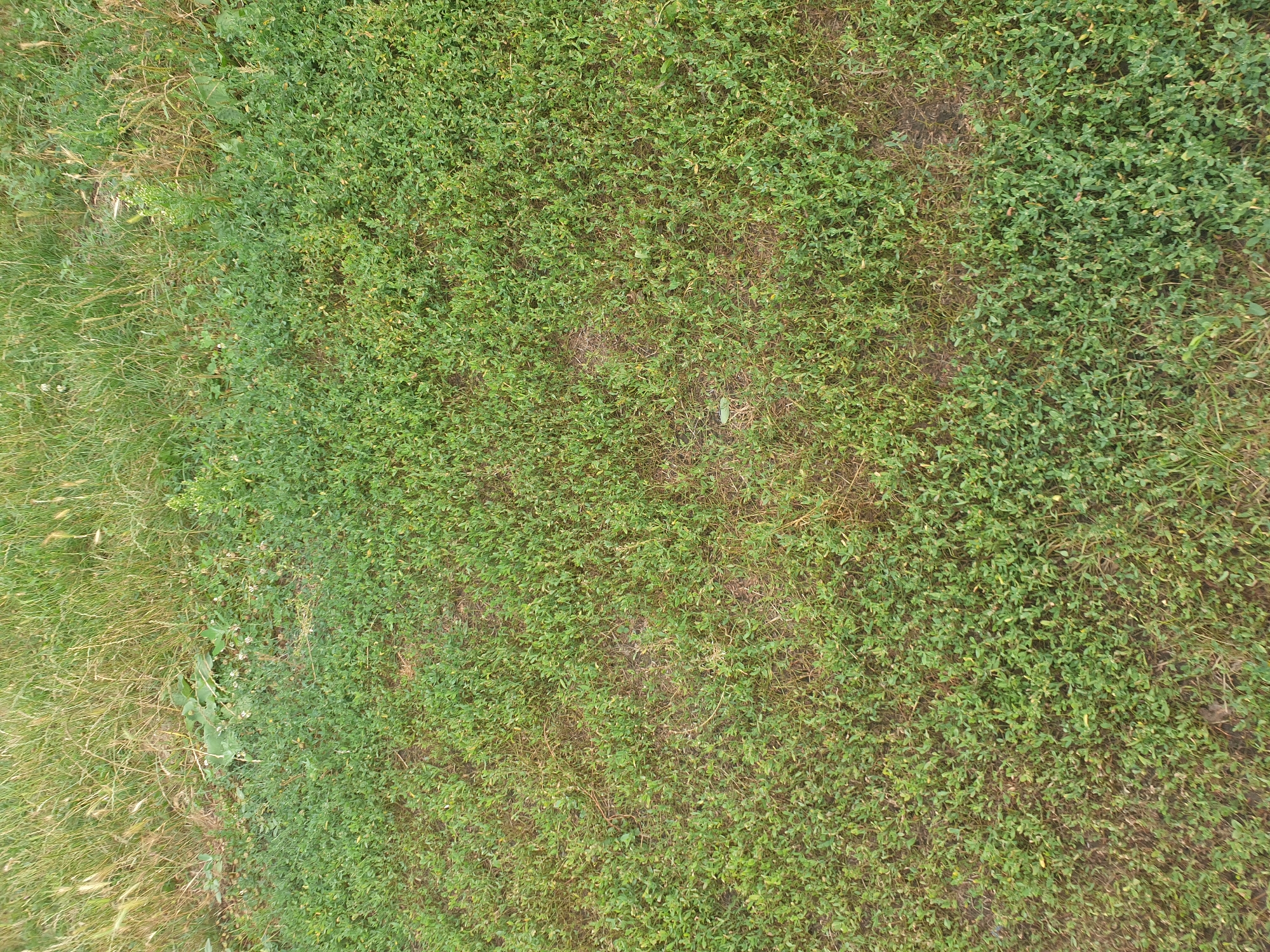 The image shows a close-up, overhead view of a patch of ground covered in dense, low-growing green vegetation. The vegetation appears to be a mix of clover-like plants with small leaves and some taller, sparser grass blades. There are patches of brown, dry earth visible through the greenery, suggesting uneven growth or dry conditions in those areas. The overall impression is of a natural, uncultivated outdoor environment, possibly a field or a roadside verge. There are no people, animals, or man-made structures visible. The lighting suggests it is daytime. The provided location of Lozovyi Yar, Ukraine, implies this scene is a rural or semi-rural outdoor setting within that region.