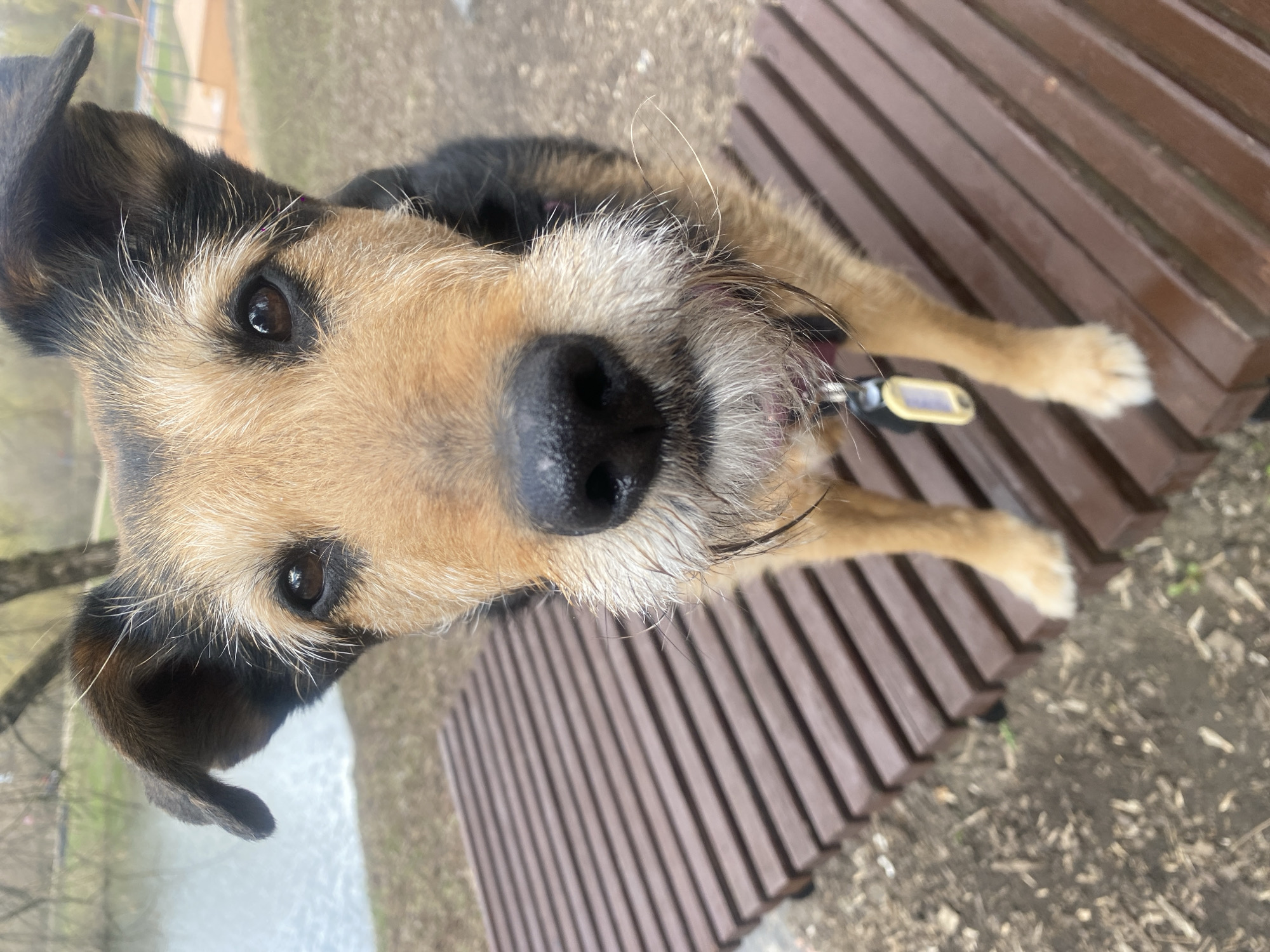 A medium-sized terrier-mix dog sits on a wooden bench. The dog has a black and tan coat with wiry facial hair. The dog wears a collar with an identification tag. The bench consists of multiple evenly spaced, stained wooden planks. The area surrounding the bench appears to be a park or outdoor area. The location is Moscow, Russia.