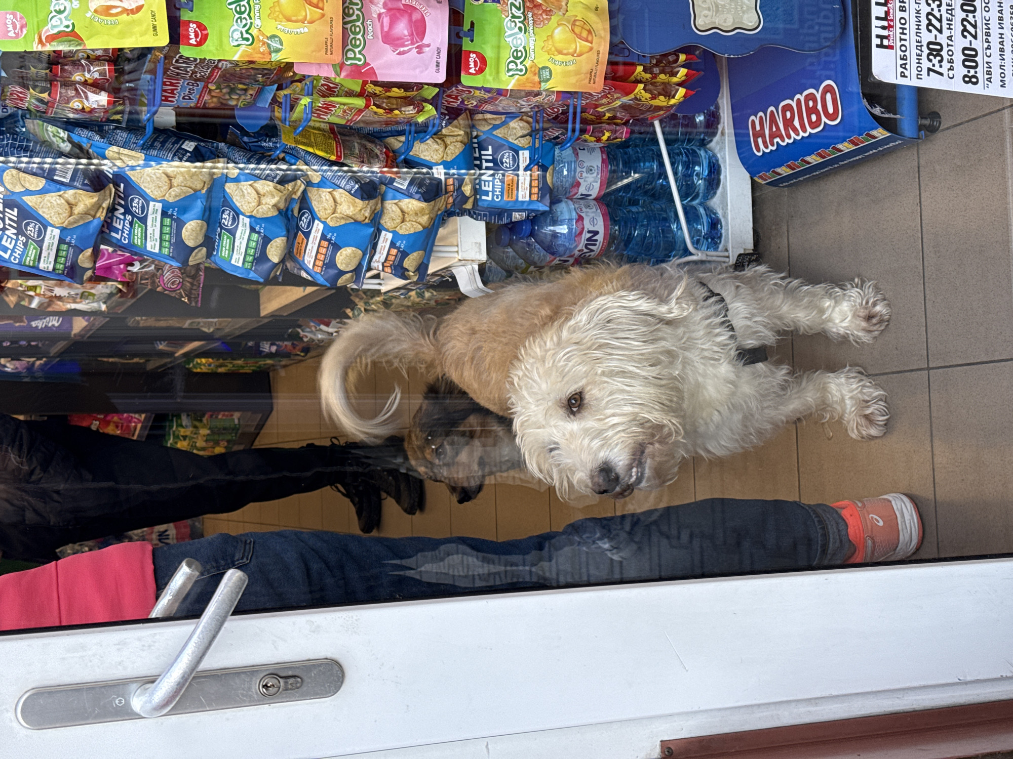 A medium-sized, cream-colored dog lies on the floor of a shop near a glass display case filled with snacks and drinks, including lentil chips, Haribo candies, and bottled water. The dog has a black harness. A person wearing black shoes and black pants stands to the left of the dog, and a person wearing blue jeans and an orange and white shoe stands to the right. The shop's door is white with a silver handle. A sign in Bulgarian is visible in the upper right corner, indicating store hours. The location is likely in Sofia, Bulgaria, based on the Bulgarian text on the sign.