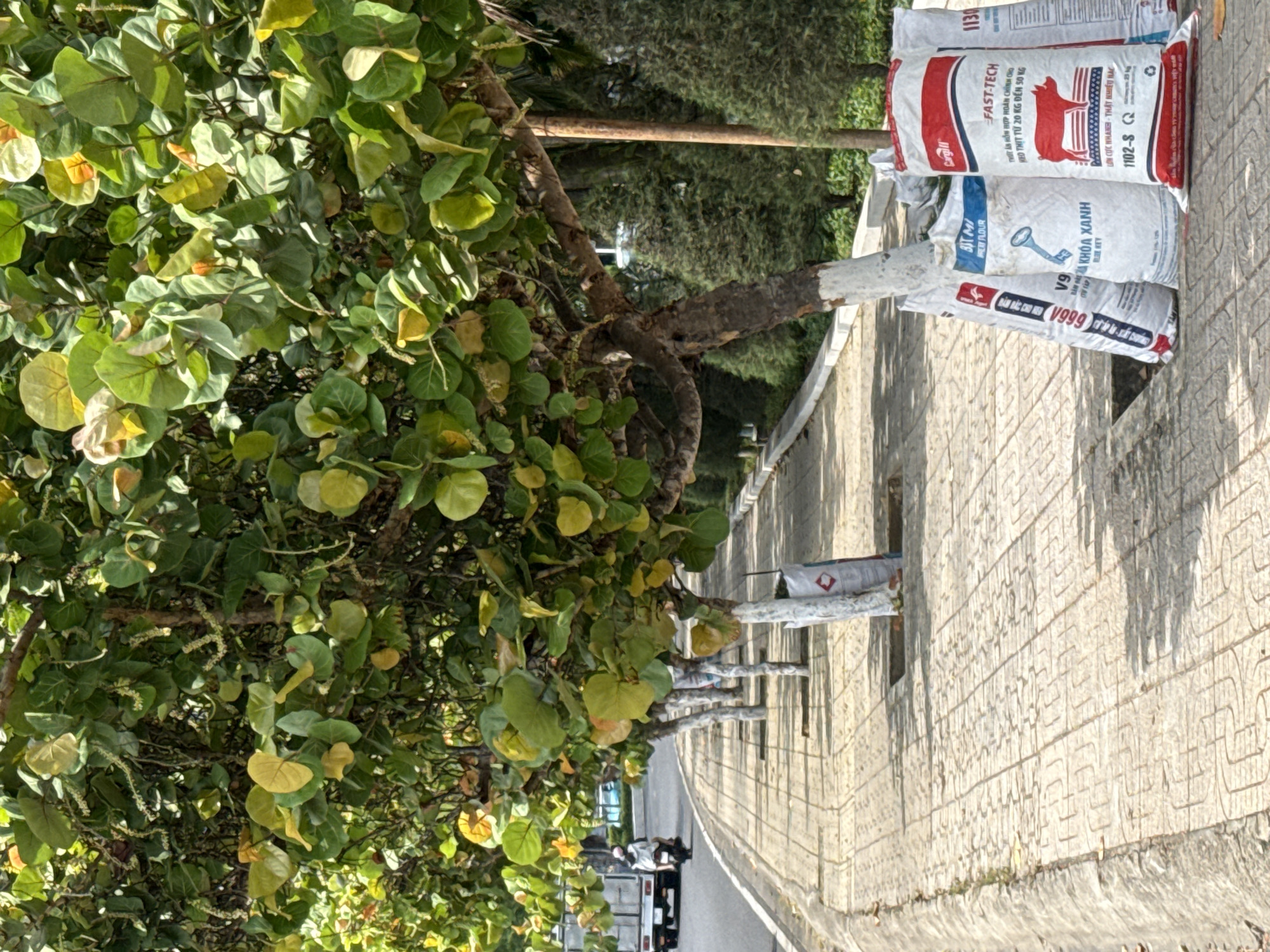 The image depicts a tree-lined sidewalk in Bac Nha Trang Ward, Vietnam. Several trees with large, round, green and yellow leaves are planted along the paved walkway. Their trunks are partially covered in white paint. Several large white bags are leaning against the base of these trees, some displaying text and graphics. One bag prominently features the "FAST-TECH" logo with an illustration of a pig. In the background, a truck and a scooter are visible on a road. The sidewalk is constructed of light-colored, patterned paving stones. The overall scene suggests an urban or semi-urban environment with a focus on greenery along a pedestrian and vehicular thoroughfare.