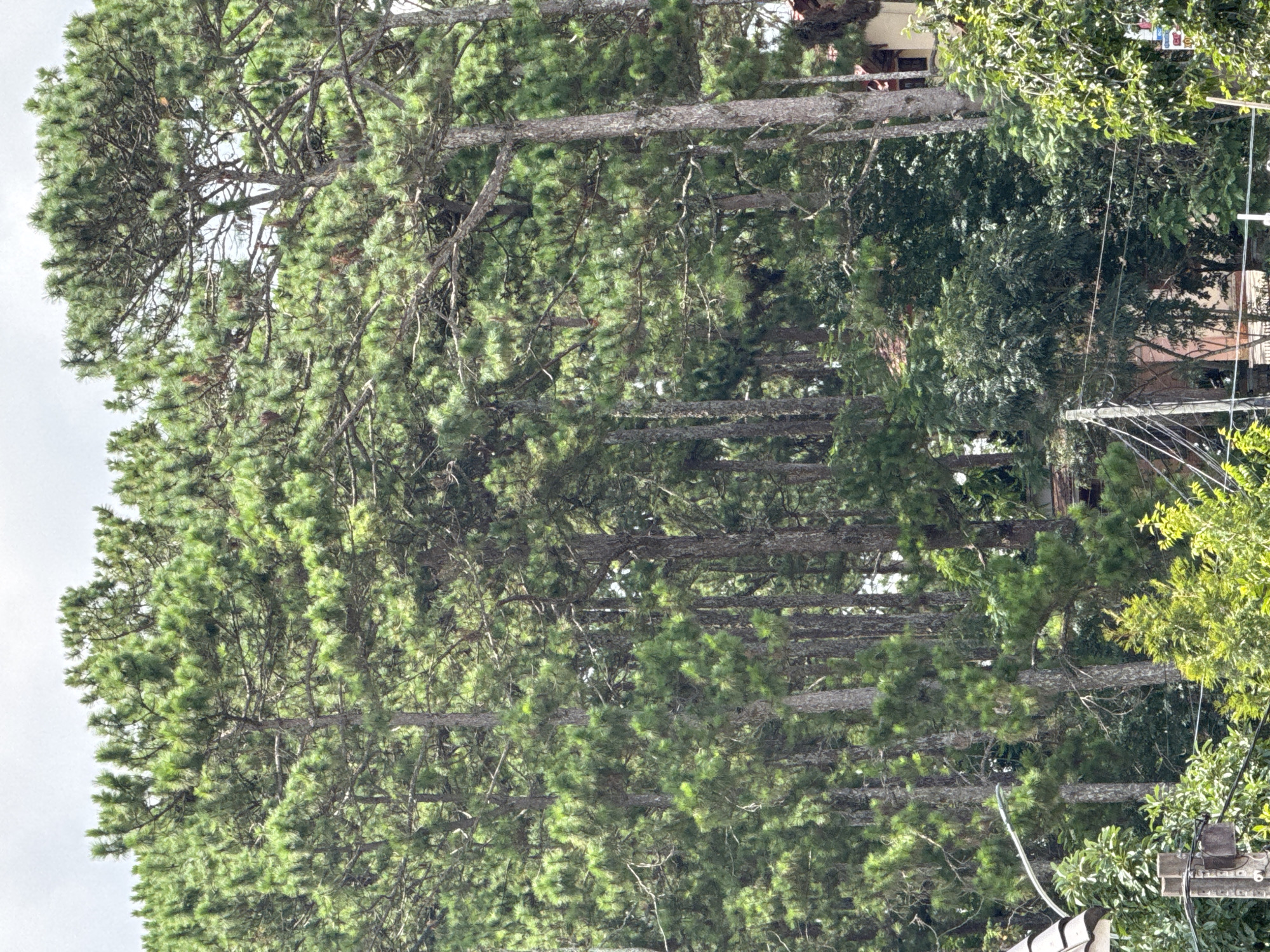 The image depicts a dense forest of tall pine trees, with their green needles creating a lush canopy that obscures much of the sky. The trees are a mix of mature and younger specimens, with visible trunks and branches characteristic of pine species. In the background, peeking through the foliage, are glimpses of buildings, suggesting an urban or semi-urban environment. One building is partially visible on the right side, featuring a terracotta tiled roof and cream-colored walls.
The foreground shows more greenery, including a variety of smaller trees and bushes. A utility pole with wires is visible on the left, along with what appears to be the corner of a building with a tiled roof. The overall impression is one of a verdant, somewhat wild landscape bordering human habitation. The scene is likely set in Da Lat, Vietnam, a city known for its pine forests and European-style architecture, often situated on hillsides. The weather appears overcast, indicated by the diffused light and the light gray sky. No people or animals are visible in the frame.