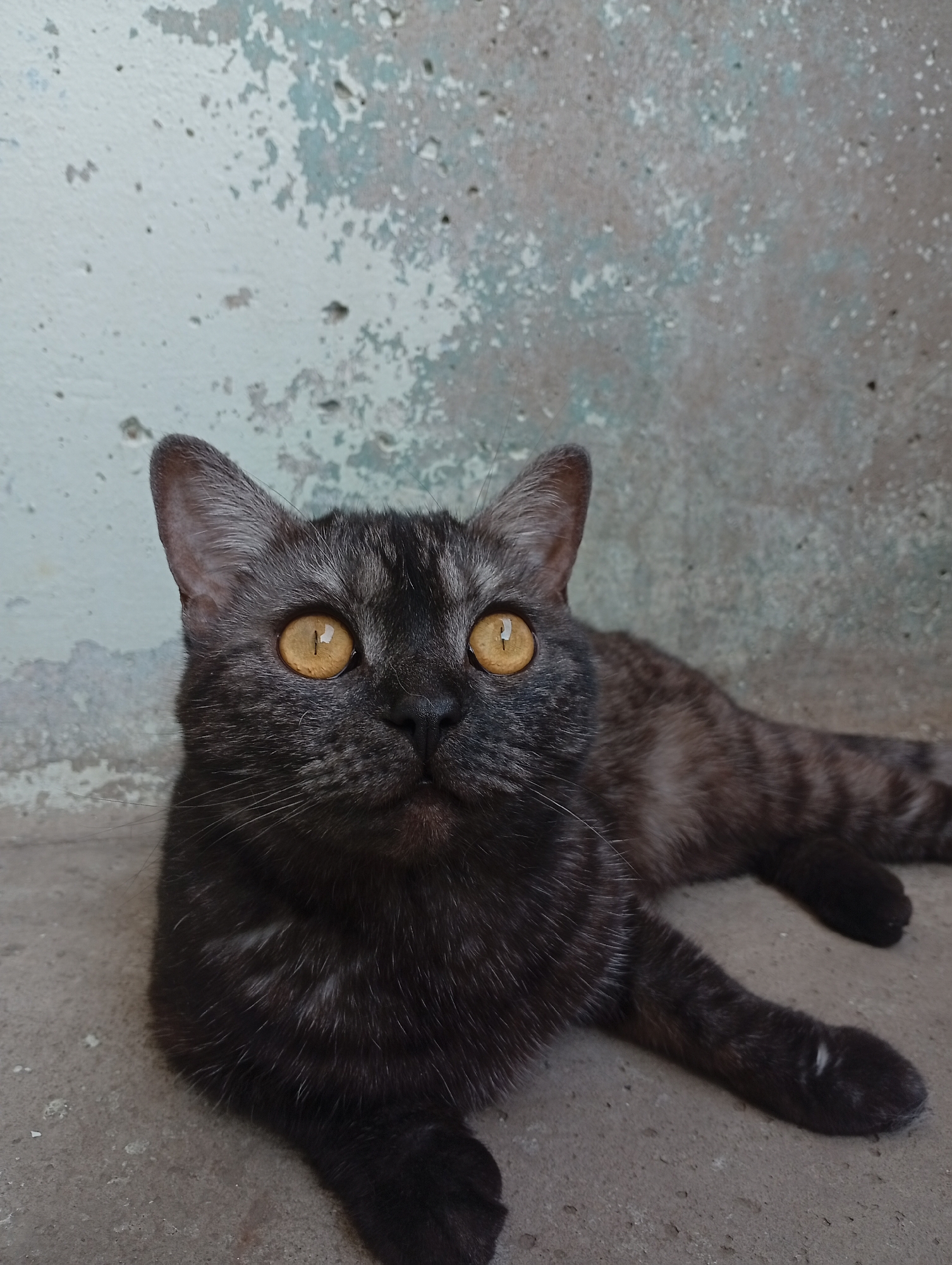 A black cat with yellow eyes lies on a concrete surface against a textured wall with peeling paint. The cat's coat has a smoky appearance, with hints of brown and gray. The location cannot be determined with the provided image.