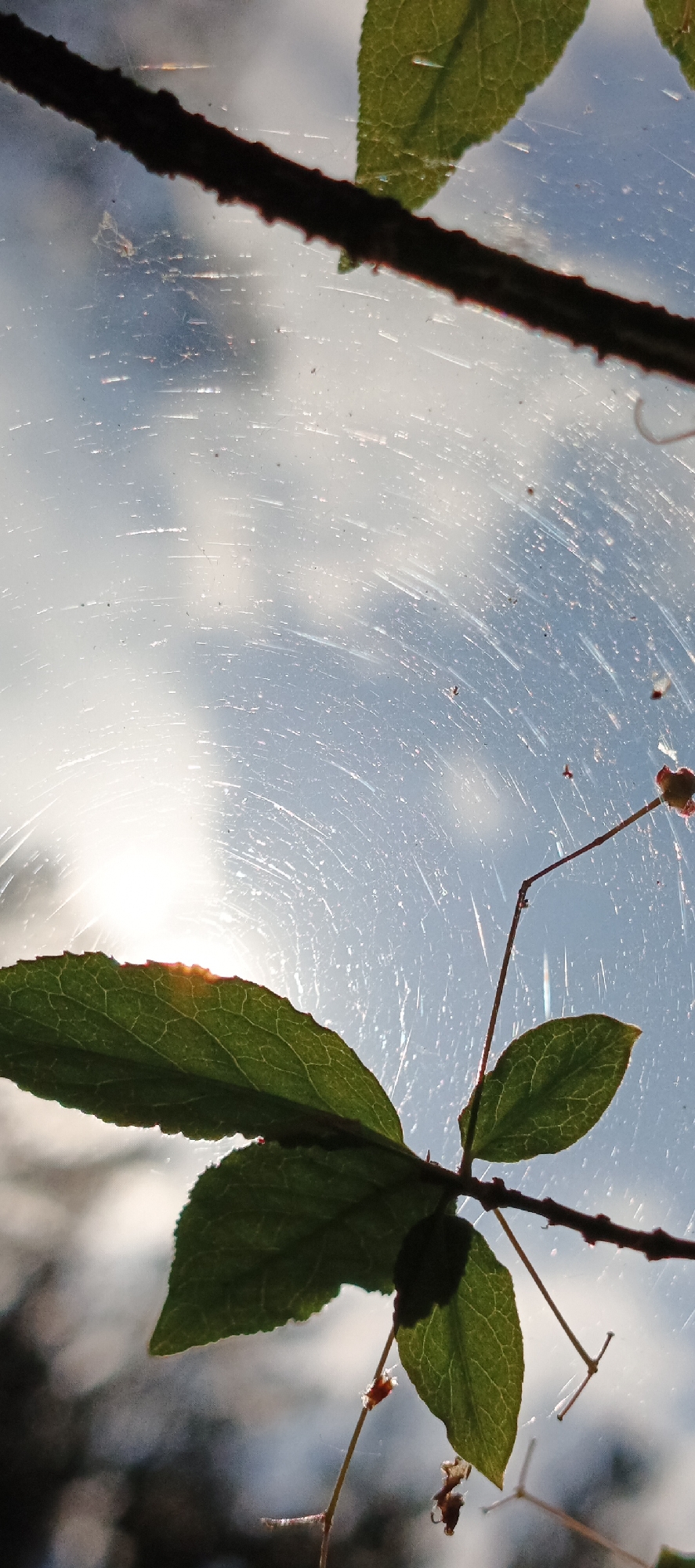 The image displays a close-up of a thorny branch with green leaves against a bright, cloudy sky. Fine, shimmering strands, possibly spiderwebs or dust, are visible across the foreground and background, creating a textured effect. A bright light source, likely the sun, is partially obscured by a leaf in the upper left portion of the frame, casting a warm glow. The sky is a pale blue, with hints of white clouds. The scene appears to be outdoors, possibly in a natural setting or a garden. The provided location is Garevaya, Russia, but this specific information cannot be verified from the visual content alone.
