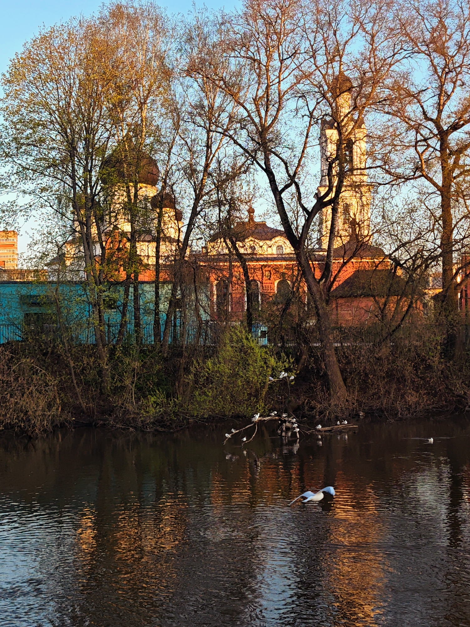 The image captures a tranquil scene at dusk or dawn, likely in Noginsk, Russia, judging by the architecture. A river or canal reflects the warm hues of the setting/rising sun, which also illuminates a cluster of buildings behind a line of trees. Dominating the background is what appears to be a religious building, possibly an Orthodox church, characterized by multiple domes and a bell tower. The structure is predominantly white and brick-red, with its features accentuated by the golden light.
In the foreground, a line of trees and shrubs grows along the water's edge. A fallen branch protrudes into the water, hosting a gathering of white birds, possibly seagulls or similar waterfowl. Nearer to the viewer, another bird with blue-tipped wings is captured in flight, skimming just above the water's surface. The water itself is dark, reflecting the architectural elements and the golden light.