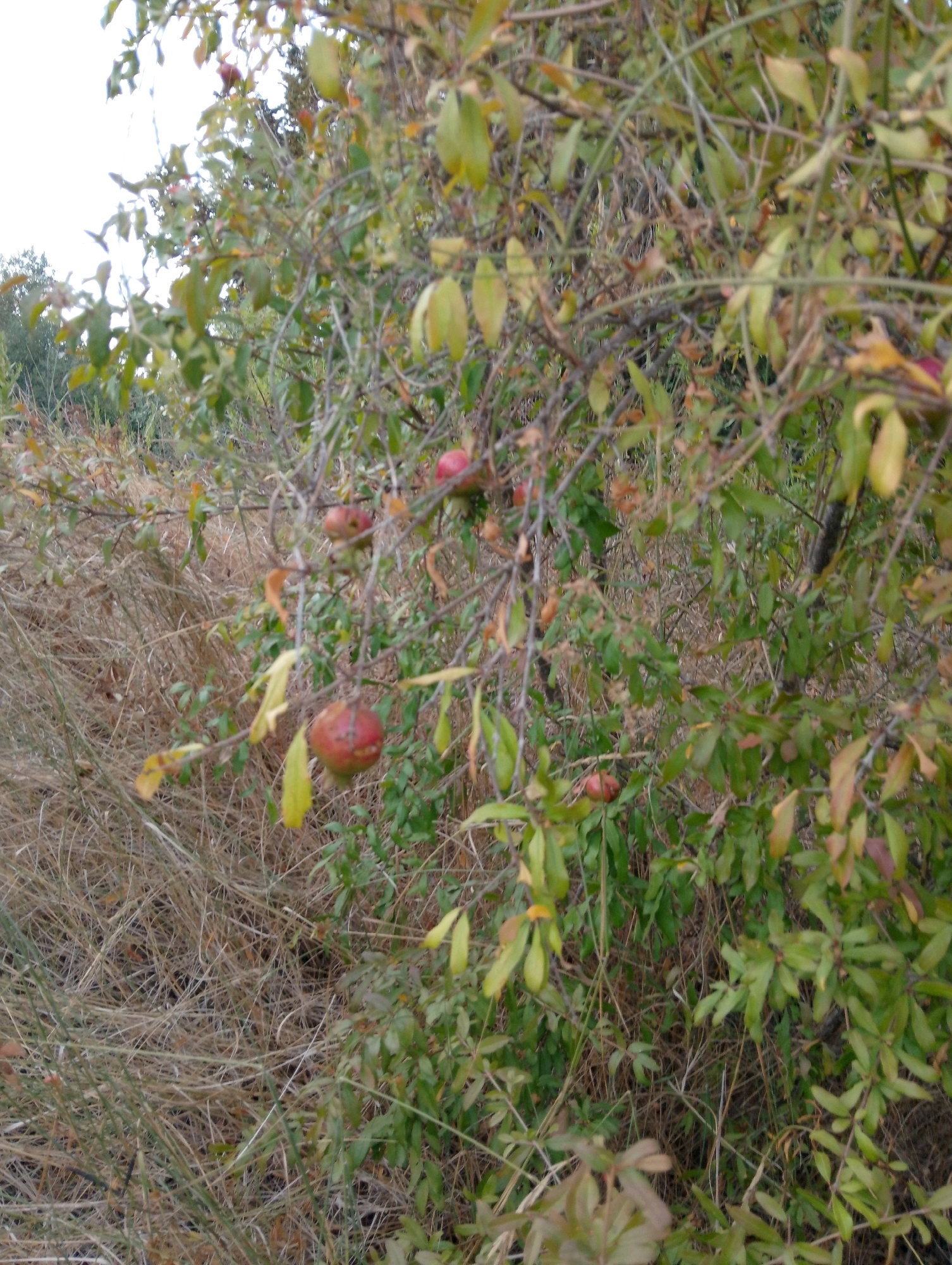 The image shows a pomegranate tree with several red pomegranates on its branches. The tree is surrounded by dry grass and other vegetation. The scene appears to be in a natural setting, possibly a garden or a park. The lighting suggests it is daytime, with some overcast sky. The overall impression is one of a natural, perhaps slightly overgrown, landscape.