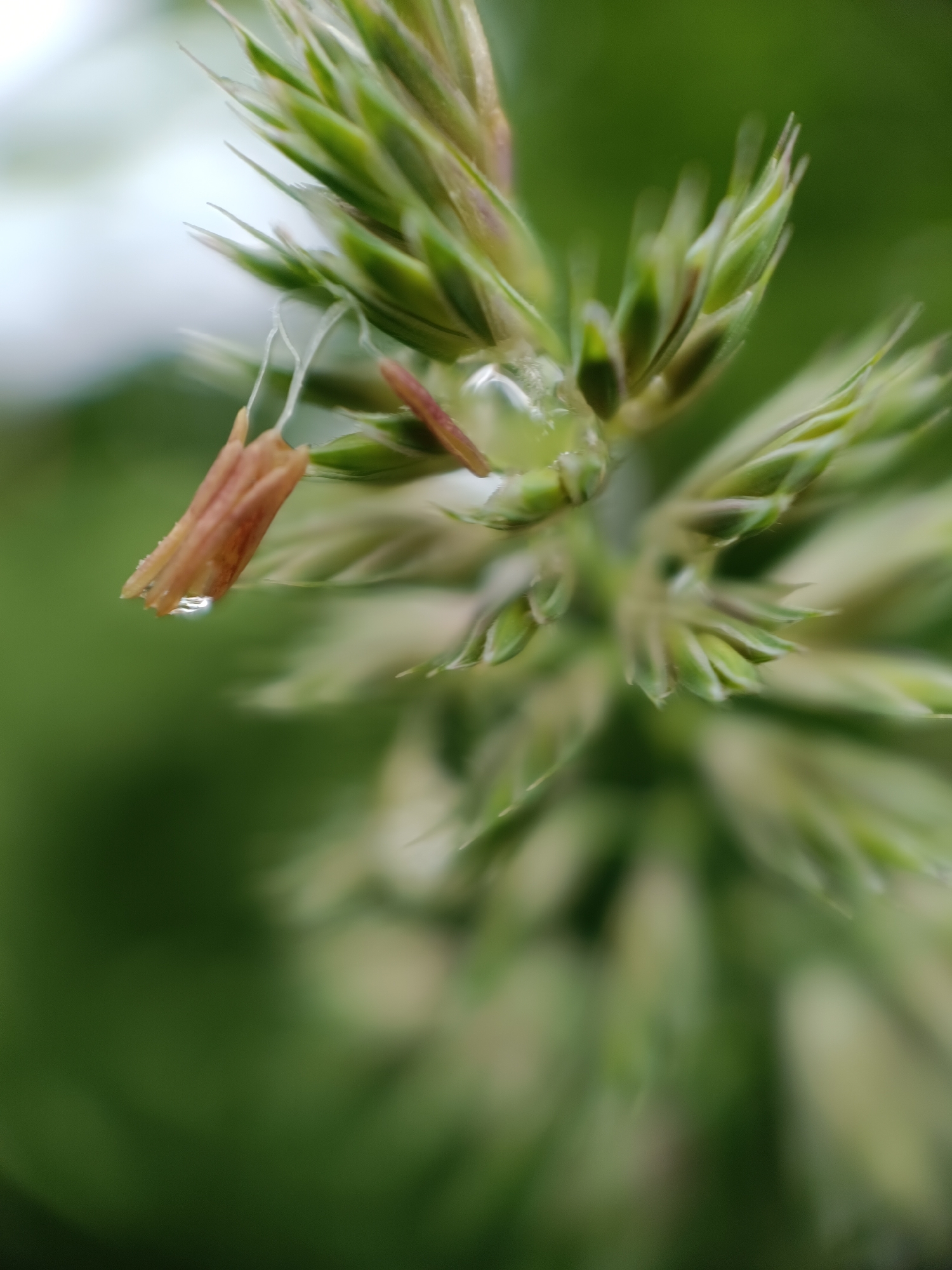 The image shows a close-up of a grass head with a water droplet hanging from a dried flower. The grass head has green and off-white spiky clusters. The background is blurred, with shades of green suggesting foliage. The dried flower is brown and appears to be shedding some fine, thread-like structures. There is no indication of the location being Lermontov, Russia, or any people, actions, or interactions visible in the image.