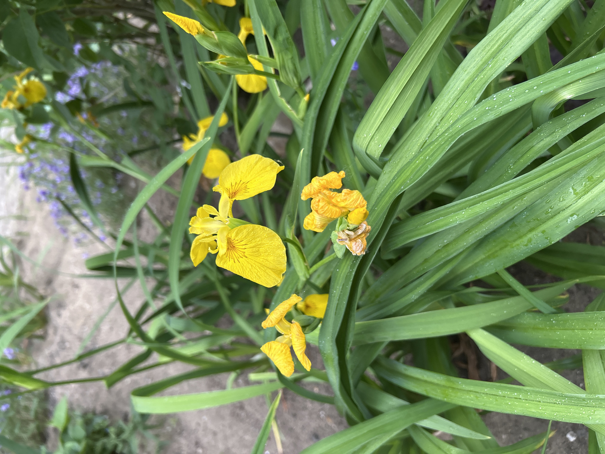 The image shows yellow iris flowers in bloom, surrounded by their long, green leaves. Some of the flowers are fully open, revealing their delicate petals, while others are still buds. The background is out of focus, showing glimpses of soil and other plants. The scene suggests a garden or natural setting. It is not possible to determine the exact location within the city of Angarsk, Russia from the provided image.