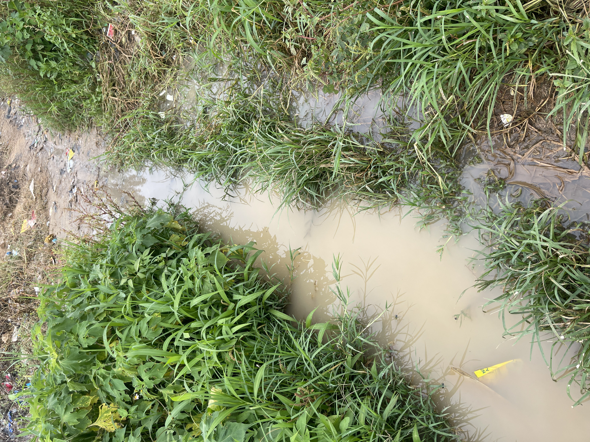This image depicts a muddy, overgrown ditch filled with murky water. The ditch runs diagonally through the frame, flanked by dense, green vegetation on both sides. Various types of grass and larger leafy plants are visible, some of which appear to be encroaching on the water. Debris, including plastic waste and other trash, is scattered along the banks and in the water, suggesting an urban or semi-urban environment. The ground appears to be dirt and mud. The overall impression is one of neglect and environmental pollution. This scene is consistent with an area in Rafin Par, Nigeria, where such conditions can be found in undeveloped or poorly maintained drainage areas. There are no people or animals visible in the image.