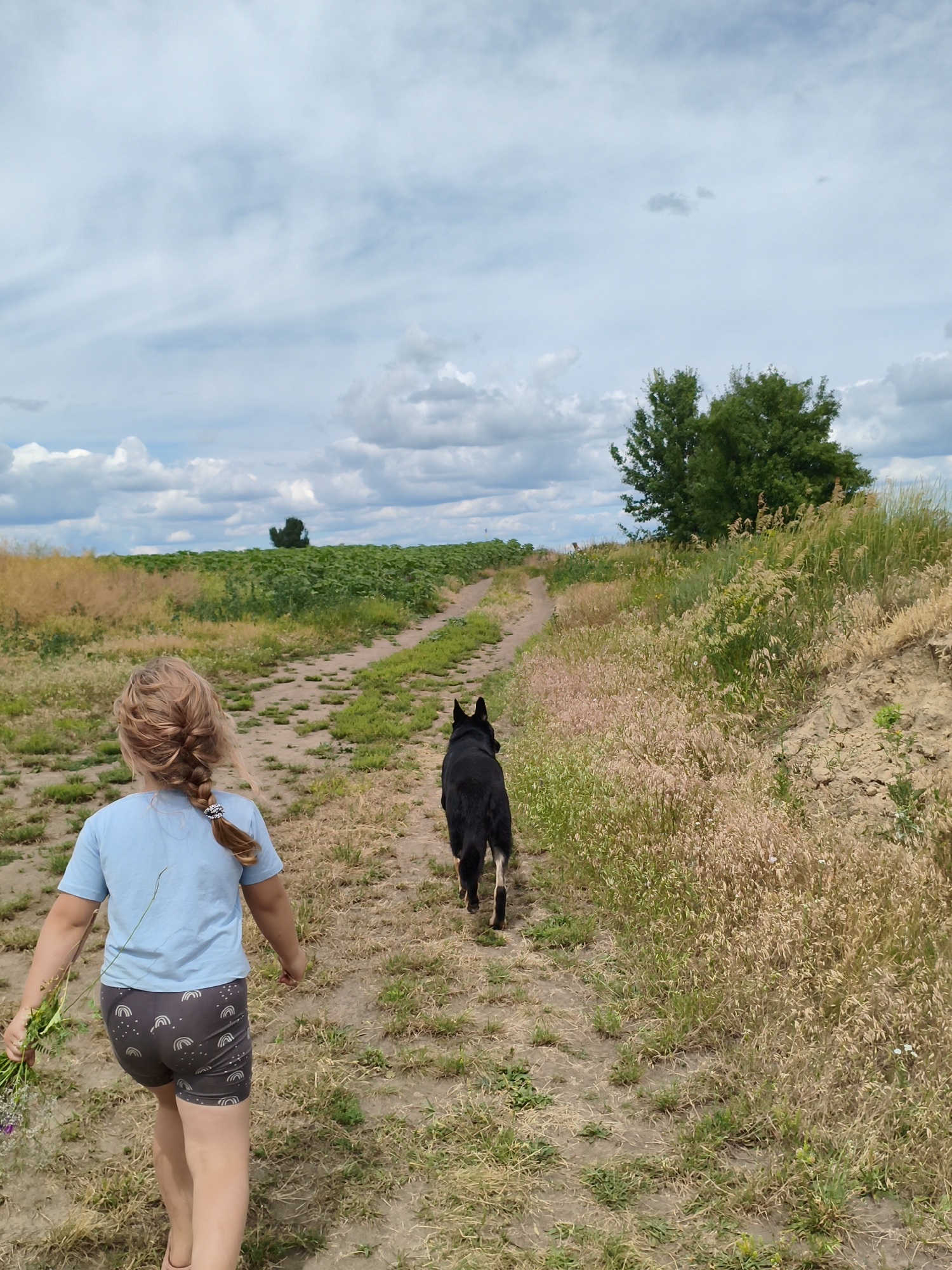 This media file shows a young girl and a black dog walking on a dirt path through a rural landscape. The girl, with her back to the camera, has blonde hair in a braid and wears a light blue t-shirt and grey shorts with a rainbow pattern. She is holding a small bouquet of wildflowers. The dog, a German Shepherd or similar breed, walks ahead of her on the path.
The setting appears to be a field with dry grasses and some green vegetation, possibly near a sunflower field, given the green rows visible in the background. A single large tree stands in the distance, silhouetted against a cloudy sky. The ground is dry and dusty. The overall scene suggests a casual outdoor activity, possibly a walk on a warm day. The lighting and cloud cover indicate it is likely daytime, with scattered clouds in a blue sky. The location is identified as Ustyvytsia, Ukraine. There is no visible text in the image.