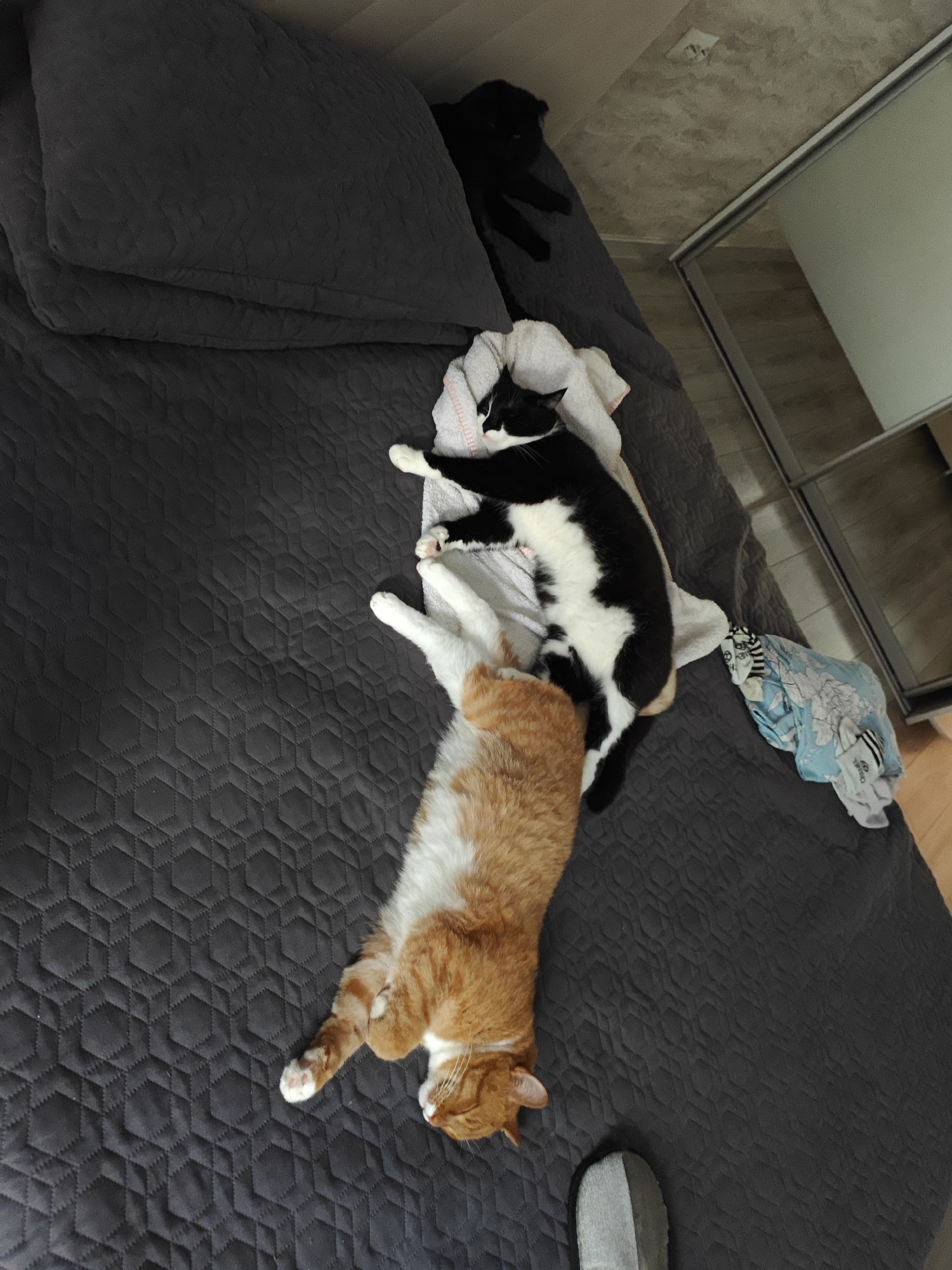 Two cats are sleeping on a quilted grey blanket on a bed. One cat is black and white and is lying on its back. The other cat is orange and white and is lying on its side. There is a black cat sleeping on a pillow in the background. There is a dresser with a mirror in the background. The scene appears to be an indoor bedroom.