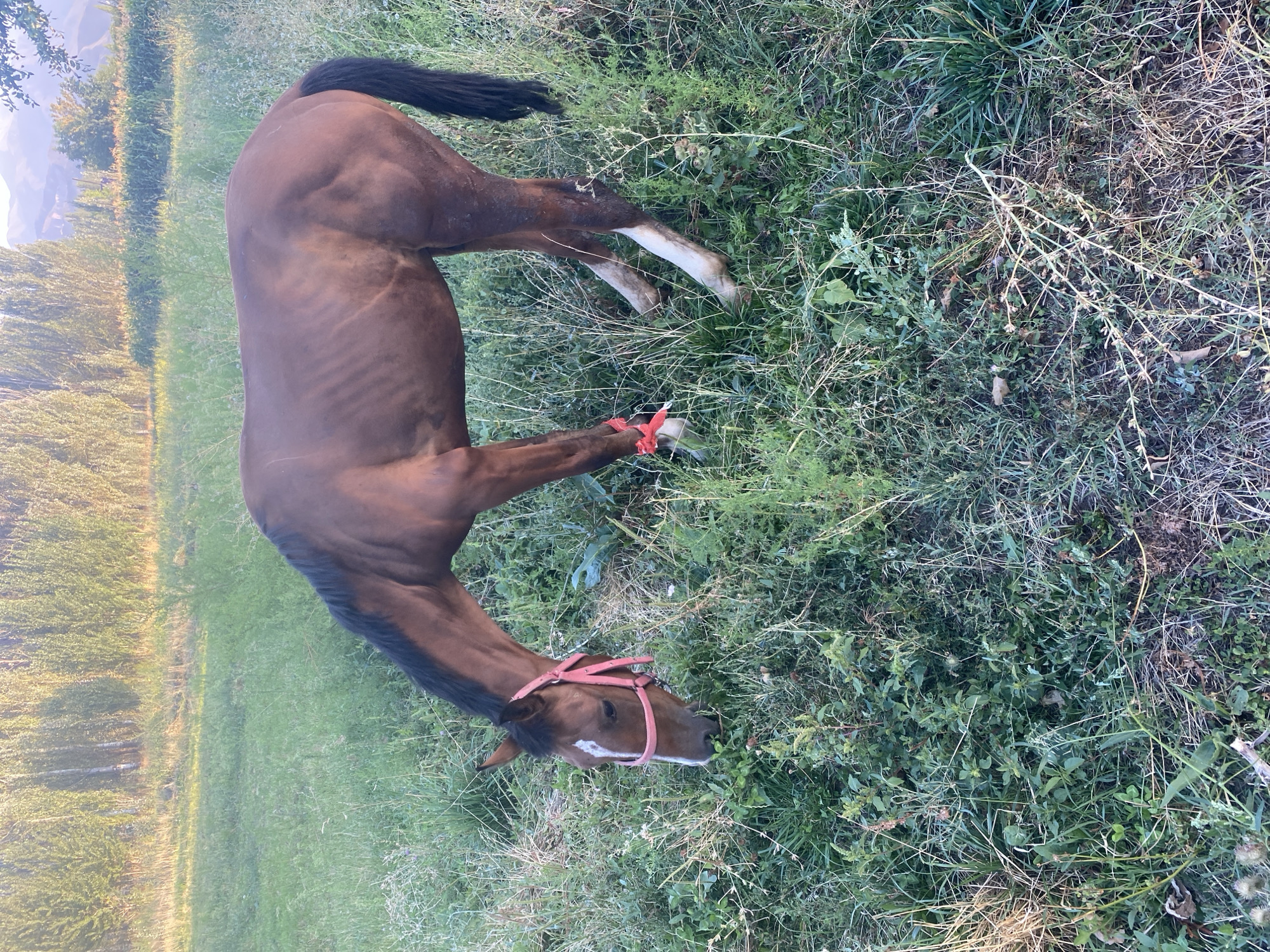 A brown horse with a white blaze on its face is grazing in a grassy field. The horse is wearing a pink halter and has red ribbon tied around its hind legs. The background shows a line of trees and mountains in the distance. The image was taken in Sın-Taş, Kyrgyzstan.