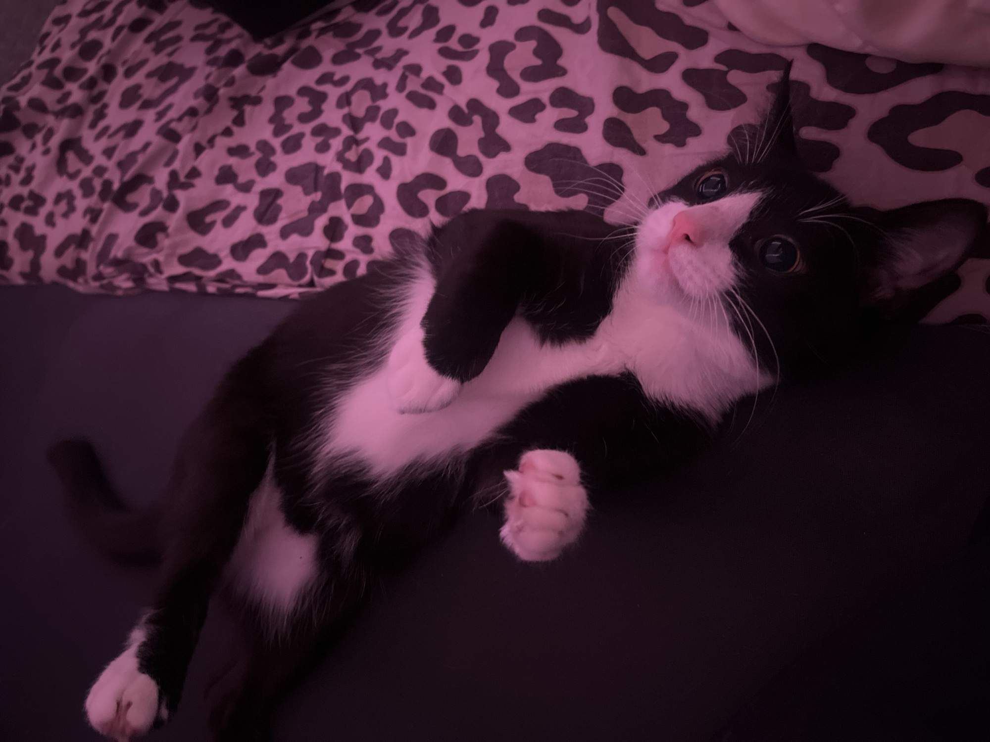 A black and white tuxedo cat is lying on its back on a dark-colored surface, possibly a bed or couch. The cat's belly is exposed, and its paws are curled up. The cat is looking up with wide eyes. The background includes a patterned pillow or blanket with a leopard or cheetah print. The lighting appears to be low or somewhat dim, and the scene seems to be indoors. There is no information in the image that implies the location is in Saint Petersburg, Russia.