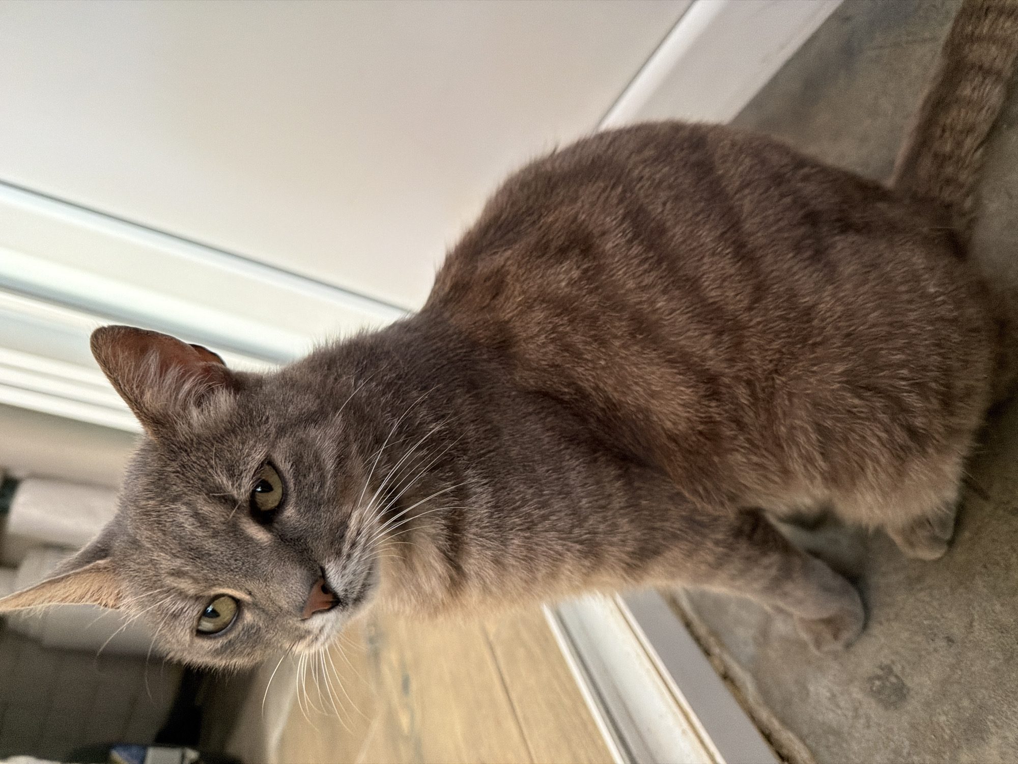 A grey tabby cat with green eyes is sitting on a floor. The cat is facing left and looking towards the viewer. The cat's fur is a mix of grey and brown stripes. The floor is concrete and appears to be in a residential setting. The background is blurred, but it appears to be an interior with a white wall and a doorway. There is no visible information in the image that indicates the location in the city of Prosena, Bulgaria.