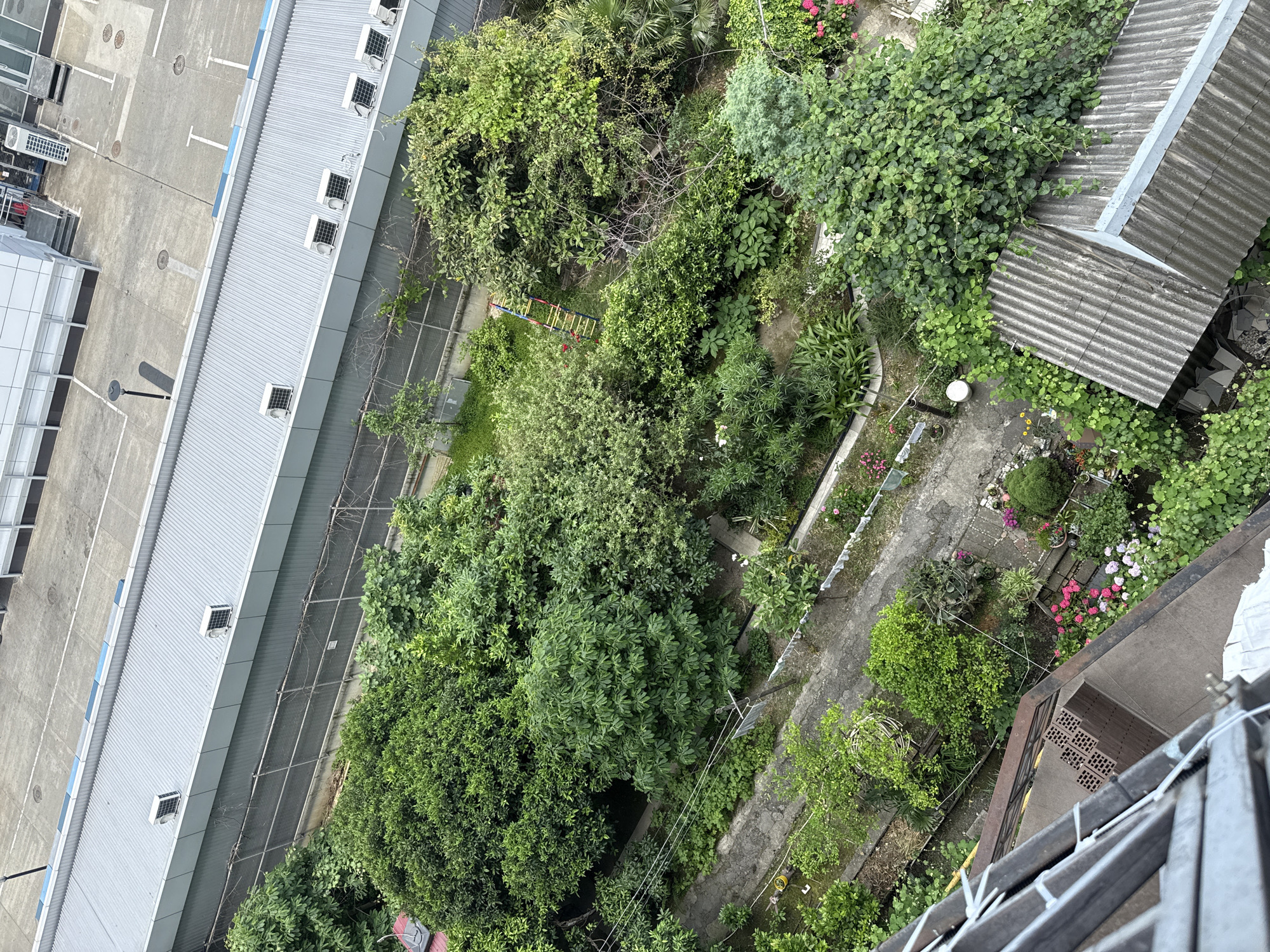 This is an aerial, high-angle, medium shot of a lush, overgrown garden bordering a concrete paved area with a building complex in Sochi, Russia. In the foreground, a gray, corrugated metal roof of a low-rise structure is visible, with some bricks stacked on its edge. A metal railing from a balcony or elevated walkway is also present in the lower left corner.
The garden is densely populated with a variety of green trees and plants of different heights and textures. A winding concrete pathway or drainage channel dissects a portion of the garden. A small, colorful ladder, primarily red and yellow, leans against a tree in the middle of the garden.
Beyond the garden, a long, low-rise building with a silver corrugated metal roof and several air conditioning units is visible. This building is separated from the garden by a chain-link fence with barbed wire along the top. Further in the background, a larger concrete structure with parking lot markings and white posts can be seen, typical of an urban or industrial setting.
The scene appears to be a private or semi-public garden area adjacent to a commercial or institutional building, possibly within a residential complex or a facility. The garden's unkempt nature suggests it is either intentionally naturalistic or has been left to grow wild. The presence of the building and paved areas points towards an urban or suburban environment. The overall impression is one of a verdant natural space contrasting with man-made structures.