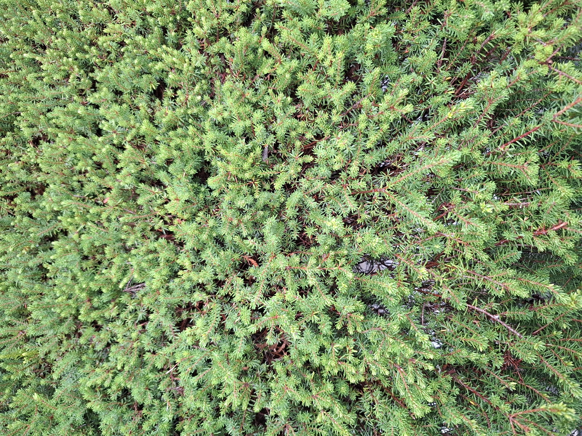 The image shows a dense, green, low-lying shrub with numerous needle-like leaves and thin, reddish-brown stems. The foliage is uniform in color and texture, creating a thick carpet of vegetation. There are no people, animals, or man-made objects visible in the scene. The image is a close-up, overhead view of the shrubbery, obscuring any surrounding environment or context. It is not possible to determine the specific location within Eschenbach (LU), Switzerland from the visual information provided.