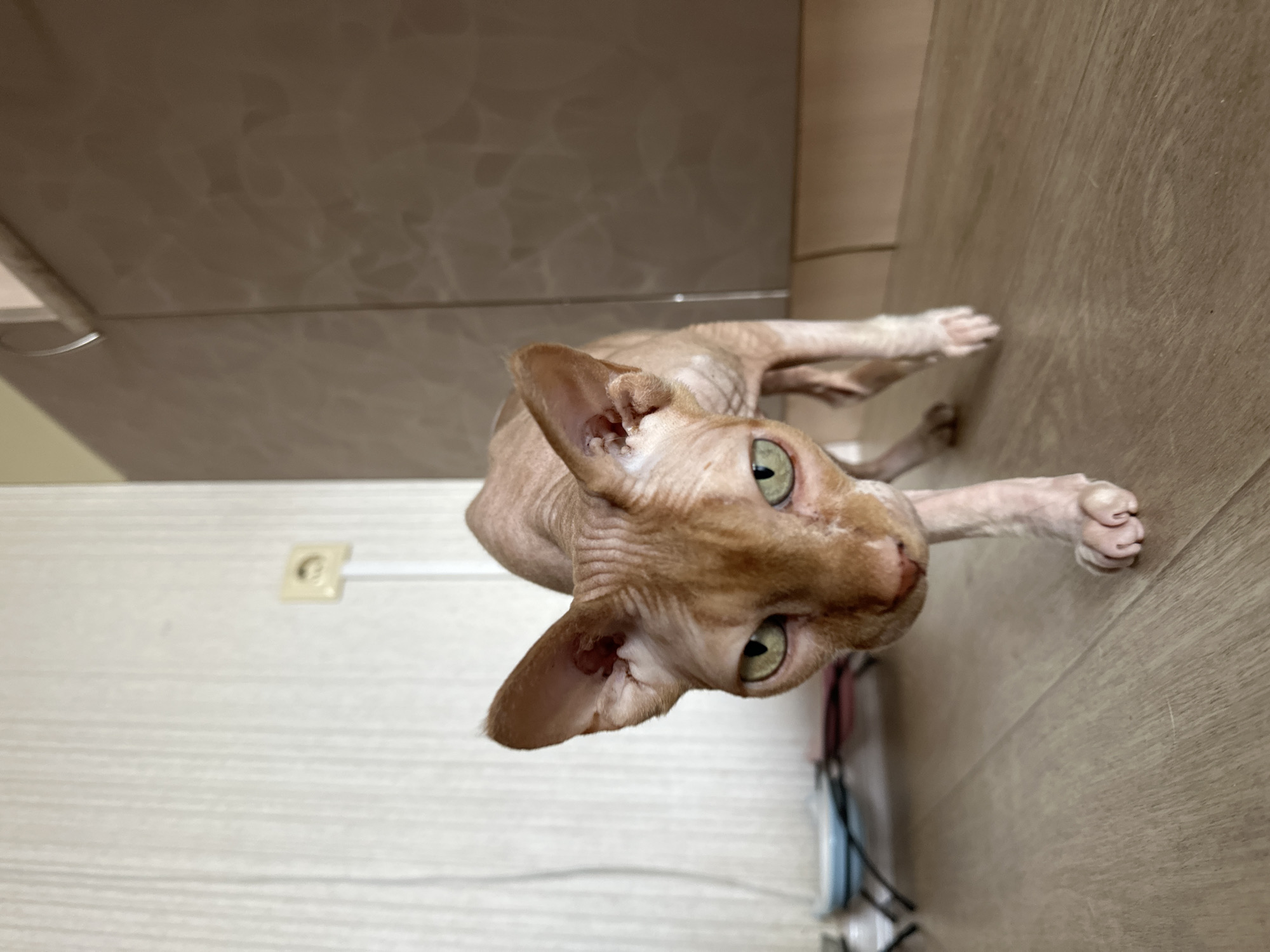 A hairless cat with tan-colored skin and green eyes is the main subject, viewed from a high angle, looking up towards the camera. The cat is on a light brown, wood-patterned floor. In the background, there is a white wall with a European-style electrical outlet. Part of a light-colored cabinet is visible in the upper left. The location may be in a building in the city of Vladimir, Russia, based on the electrical outlet type.