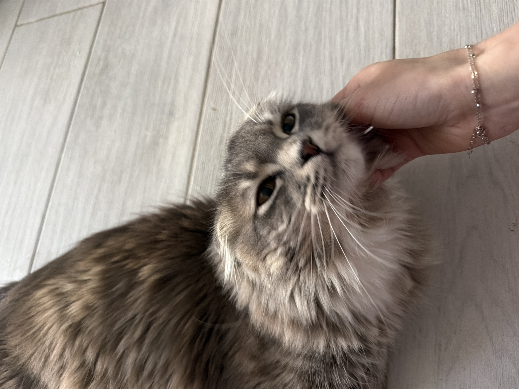 A fluffy grey and brown cat is lying on a light-colored wooden floor, its head resting on a human hand. The cat's eyes are partially closed, and its fur is long and shaggy. The hand petting the cat is wearing a delicate rose gold bracelet with small charms. The background is a simple wooden floor with light grey planks. The scene is a close-up shot, focusing on the interaction between the cat and the hand. There is no indication of the specific location within Vovchynets, Ukraine.