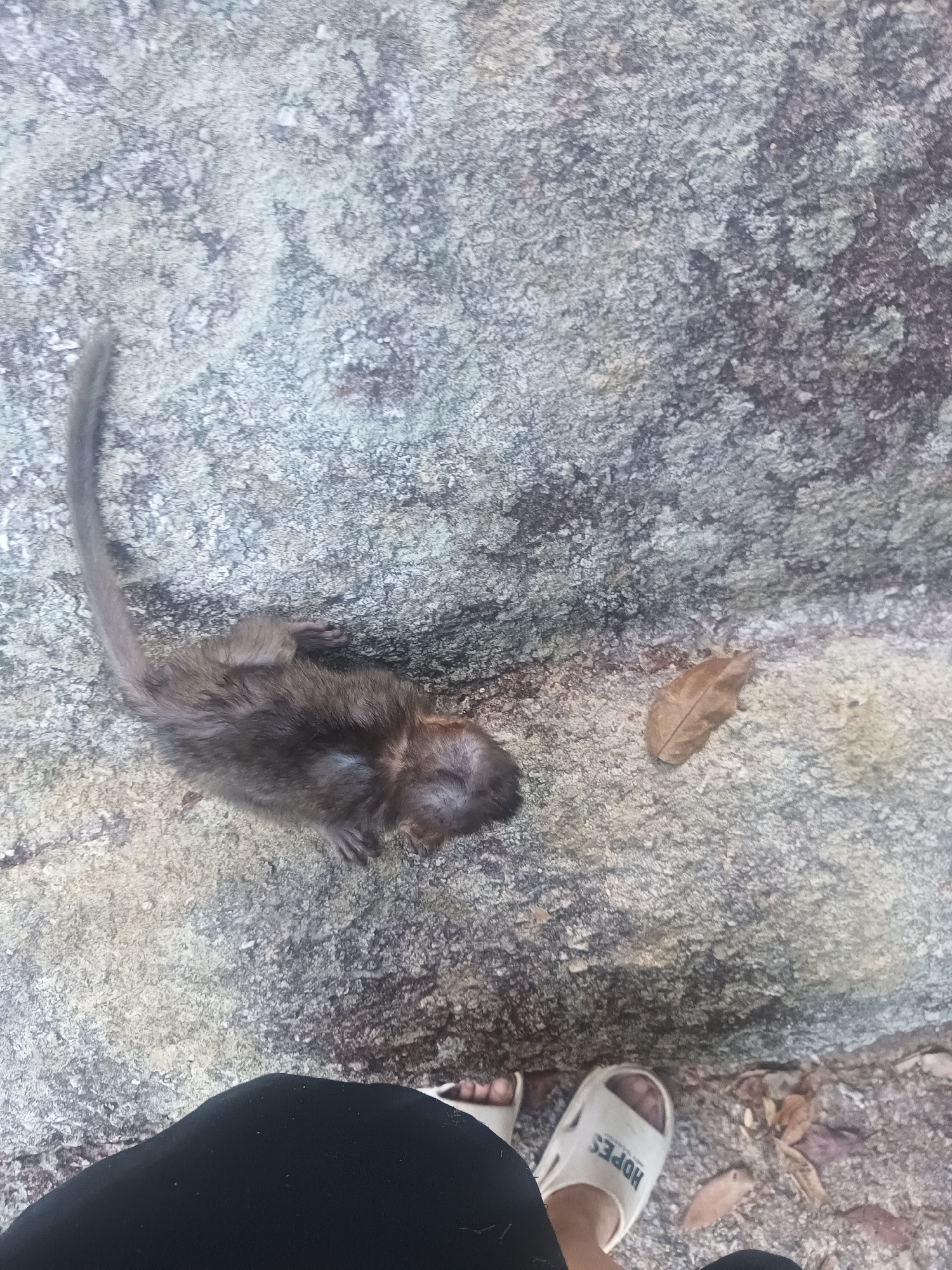 An outdoor, high-angle shot captures a small, dark-furred monkey lying motionless on a textured rock surface. The monkey, appearing deceased or gravely still, rests on its left side with its tail extended upwards and to the left. Its fur is a mix of dark brown and grey.
The ground beneath the monkey and surrounding area is dominated by large, irregular rock formations. These rocks exhibit a mottled pattern of various shades of grey, interspersed with lighter, almost white or pale green patches, suggesting natural mineral deposits or lichen growth. A few dried, brown leaves are scattered near the monkey, particularly to its right.
At the bottom right of the frame, the lower leg and foot of a person are visible. The person is wearing black pants and a white slip-on sandal on their left foot. The word "HOPES" is clearly legible in dark capital letters on the strap of the sandal. The bright, natural lighting suggests it is daytime, casting soft shadows. The scene evokes a sense of stillness and possibly somber reflection due to the monkey's condition.