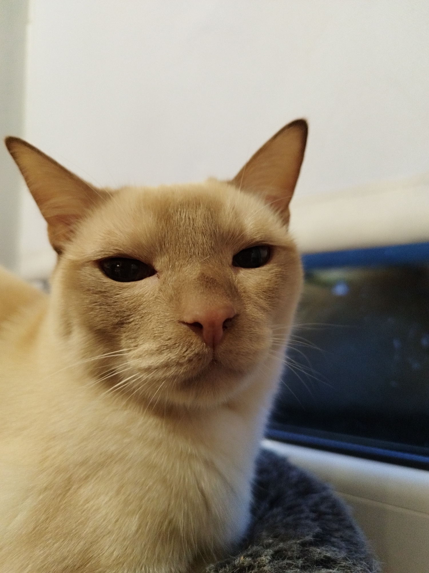 A close-up, eye-level, medium shot shows the face of a cream-colored Siamese cat looking directly at the camera. The cat's fur is short and appears smooth. Its eyes are dark and partially lidded. The cat's nose is pink and wet. Long, white whiskers fan out from its muzzle. The cat is positioned on a dark gray, fuzzy surface, possibly a cushion or blanket, which is resting on a windowsill. Behind the cat, a dark blue object is visible, likely a window or a piece of furniture. To the left of the cat, a plain white wall is visible. The lighting suggests an indoor setting. The image was taken in Saint Petersburg, Russia.