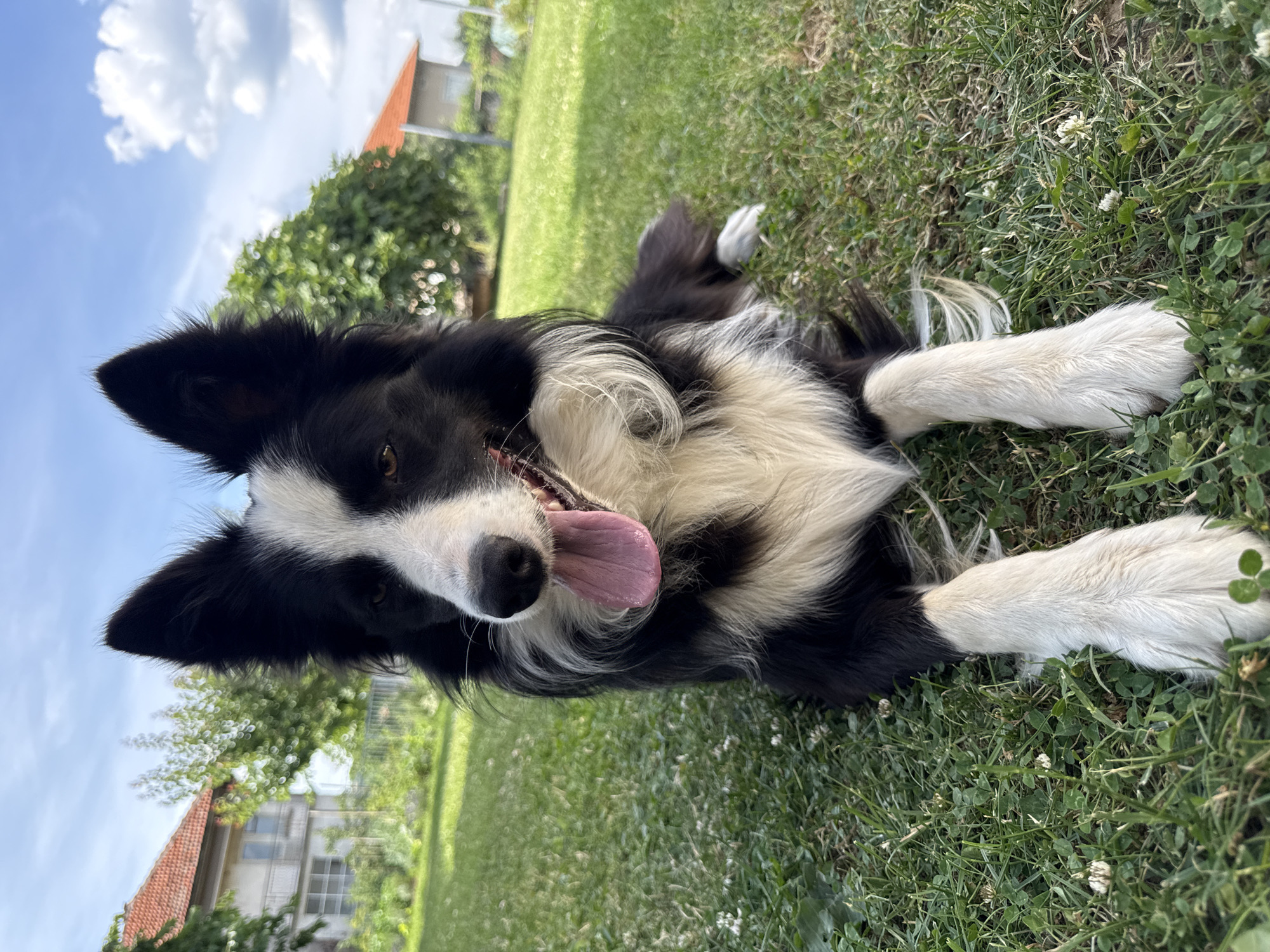 A black and white border collie is lying on a green lawn in front of a residential building with a red tile roof under a blue sky with white clouds. The dog is looking towards the camera with its tongue hanging out. The grass is short and there are some white clover flowers scattered throughout. The background is blurred, but it appears to be a backyard with trees and another building. The scene is likely in Berkovitsa, Bulgaria, given the context provided.