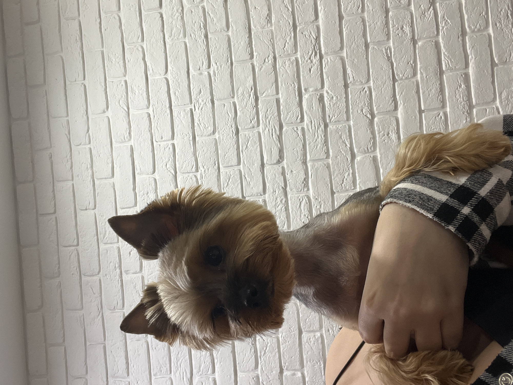 An upward-angled, vertically oriented indoor photograph captures a small dog, likely a Yorkshire Terrier, being held by a person against a white textured wall. The dog is positioned in the center-left of the frame, facing towards the viewer with a calm expression. Its fur is a mix of brown and golden-blonde, with prominent perked ears. The person's right arm and hand are visible on the right side of the image, wearing a black and white plaid long-sleeved shirt. Part of a black top with a thin strap is also visible on the person's shoulder and torso beneath the dog. The background consists entirely of a white wall with a distinct faux brick or tile texture, suggesting an indoor domestic setting in Chaikovsky, Russia. No specific time of day or outdoor weather is discernible. There is no visible text in the image.