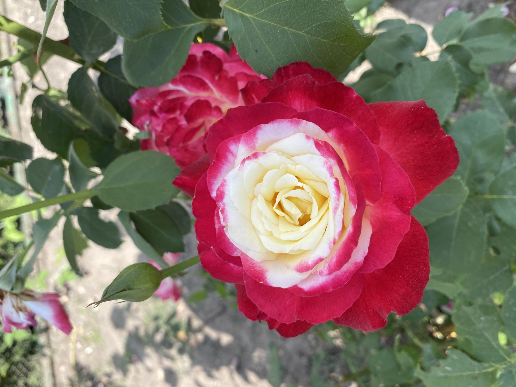 A close-up, eye-level, outdoor, vertical, natural light photograph shows a bi-colored rose in full bloom. The rose has deep red outer petals that transition to white in the center, with a distinct pink edge on the white petals. The center of the rose is a creamy yellow. The rose is surrounded by green foliage and branches. In the background, a rose bud is visible, along with another partially bloomed red and white rose. The ground in the background is out of focus and appears to be dirt with some shadows. The scene is likely from a garden or park.