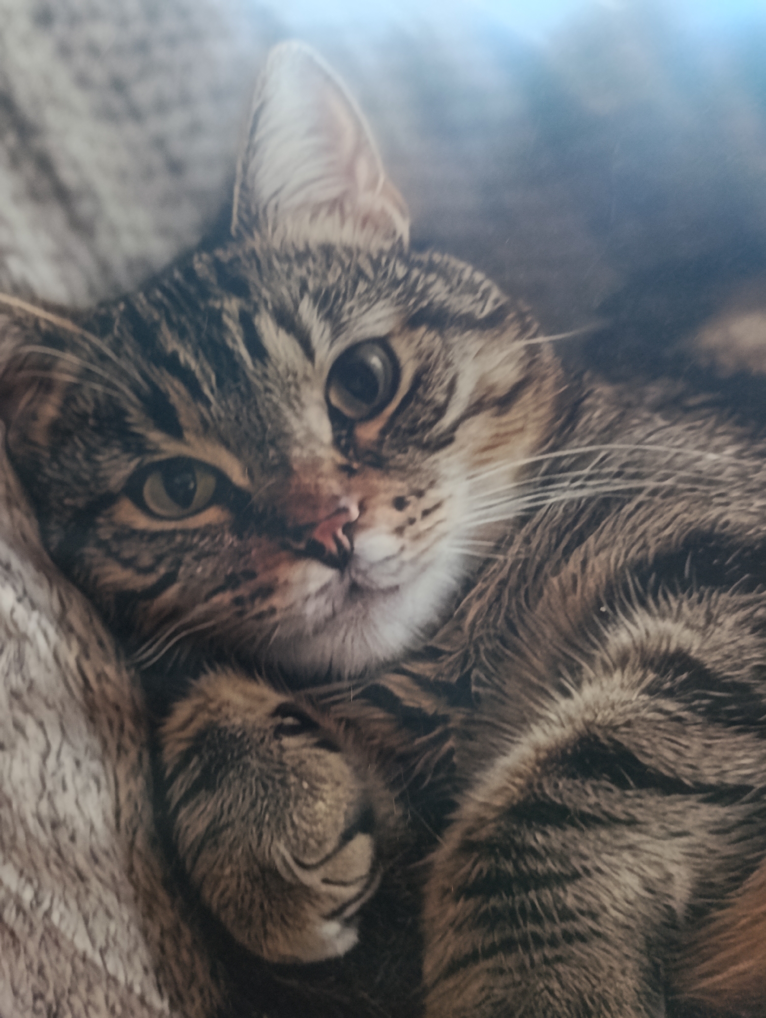 A close-up, high-angle shot shows a tabby cat lying down on a textured, grey blanket. The cat is facing the viewer with its head slightly tilted to the left. Its fur is a mix of brown, black, and grey stripes. The cat's eyes are wide open and a striking green. Its left ear is visible, pointed upwards, while the right ear is mostly obscured by its head. One of the cat's paws is curled up near its face, and another is visible in the foreground, resting on its chest. The background is soft and out of focus, with a light blue hue, possibly indicating a window or a wall. There are no people or any other discernible objects in the image. The setting is indoor, with no visible connection to Usolye-Sibirskoye, Russia.
