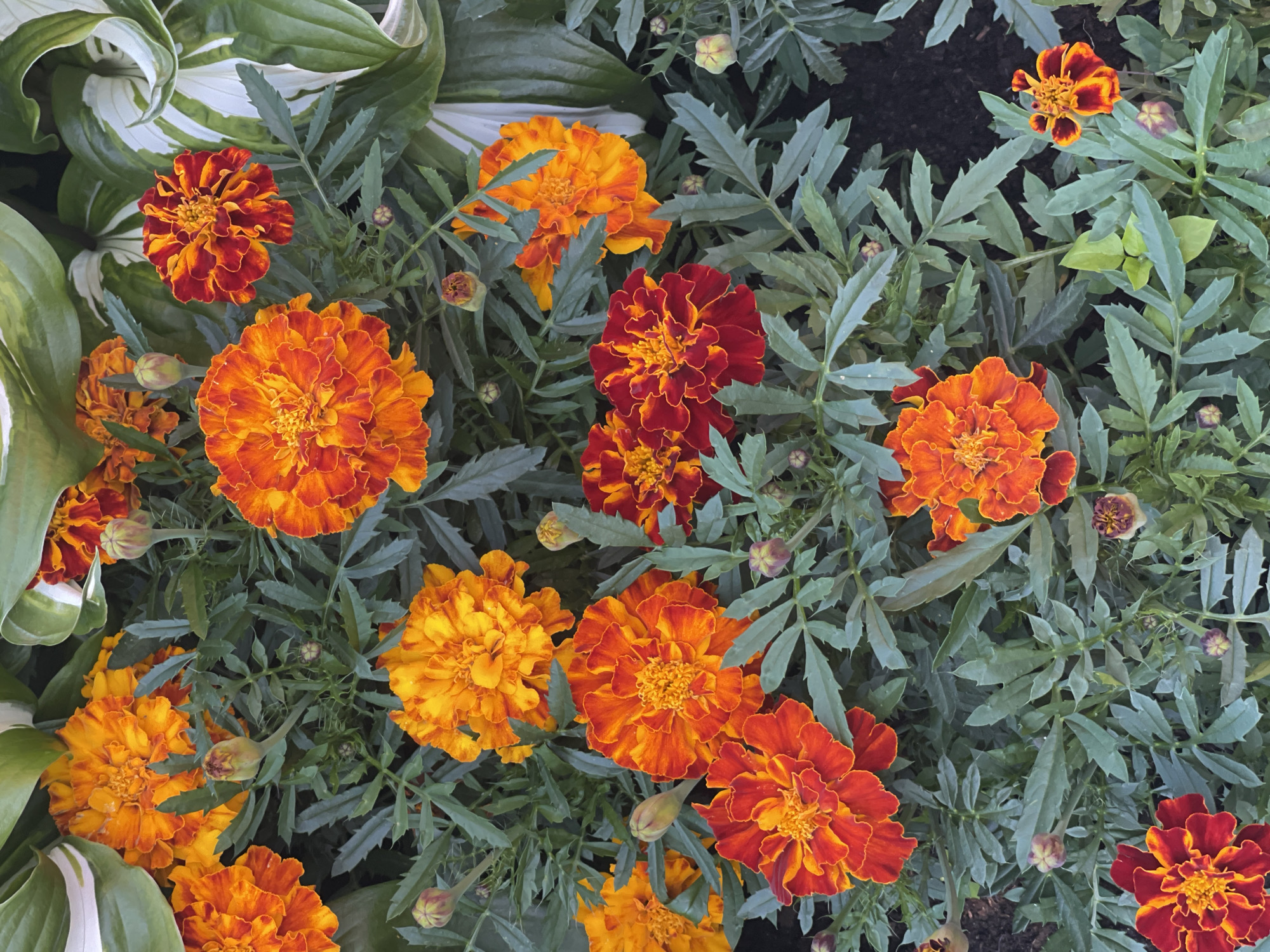 This is a close-up, overhead shot of a bed of marigolds and hosta plants. The marigolds are in various stages of bloom, with some fully open and others as buds. The colors range from bright orange to deep red with yellow centers. The hosta leaves are variegated with green and white. The lighting is bright and even, suggesting it is daytime. The background is dark, indicating the flowers are in a shaded area or that the soil is dark. There are no people or animals visible in the image.