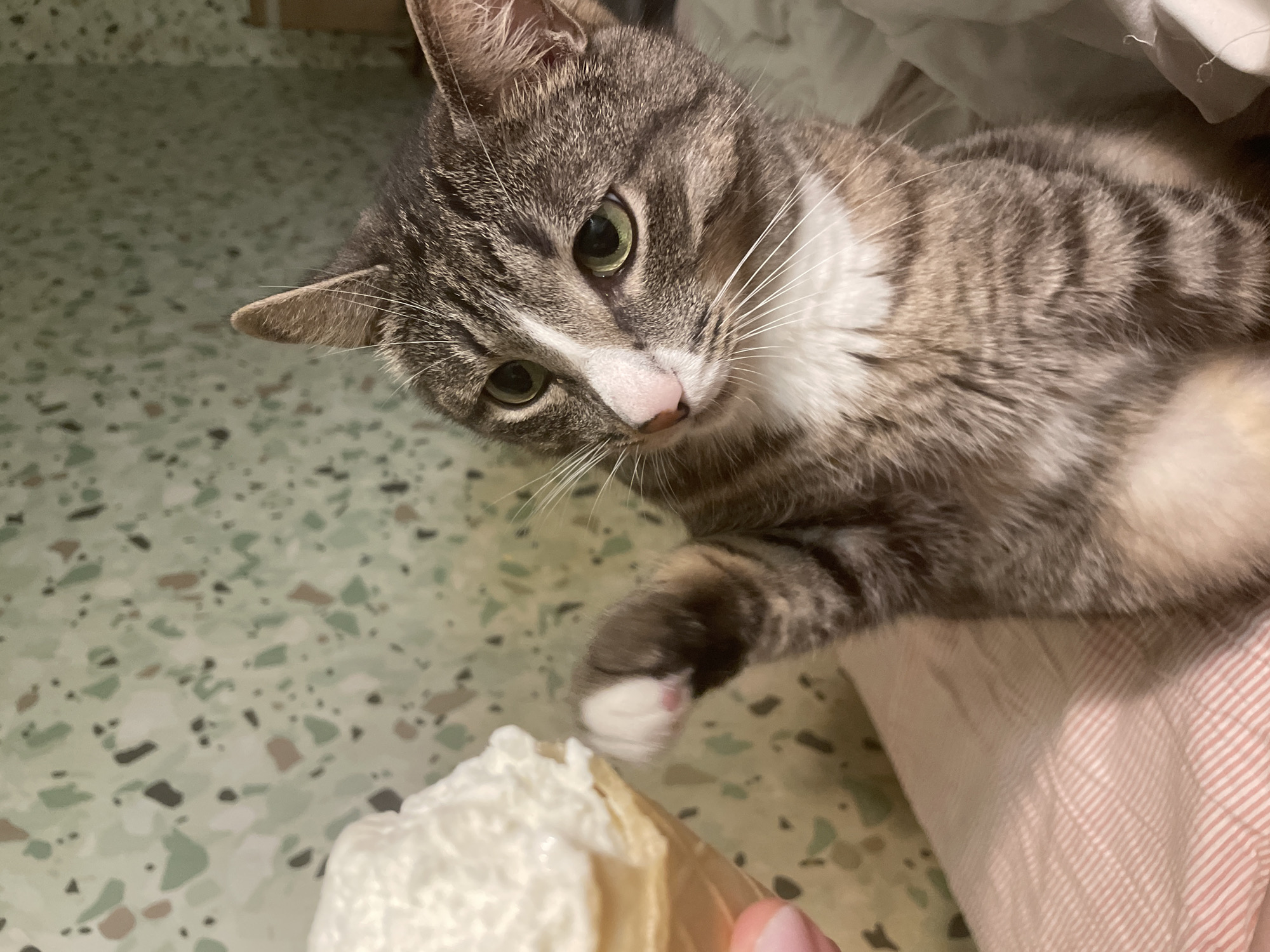 A tabby cat with green eyes and white fur on its chest and nose reaches out a paw towards an ice cream cone. The cat is sitting on a pink and white striped surface, possibly a bed or couch. The background is a green wall with a speckled pattern. The image is taken from a medium close-up angle.