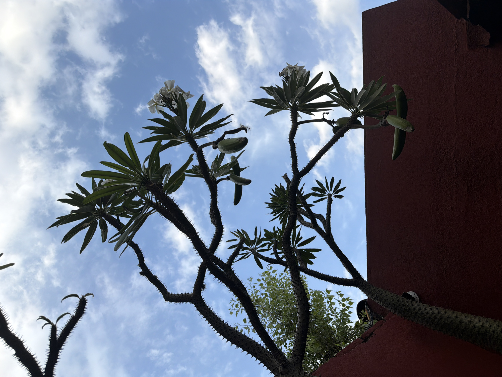 The image captures a view of a sky with scattered clouds in Puebla, Mexico. Dominating the lower portion of the frame are several branches of a thorny-stemmed plant, possibly a member of the Euphorbia family. White blossoms are visible on some branches, while others bear elongated, green seed pods. The plant is positioned adjacent to a reddish-brown building, the textured surface of which occupies the right edge of the image. A less distinct, smaller tree with rounded green leaves is also visible in the background behind the main plant. The overall perspective is a low-angle shot, emphasizing the height of the plant and the adjacent building.