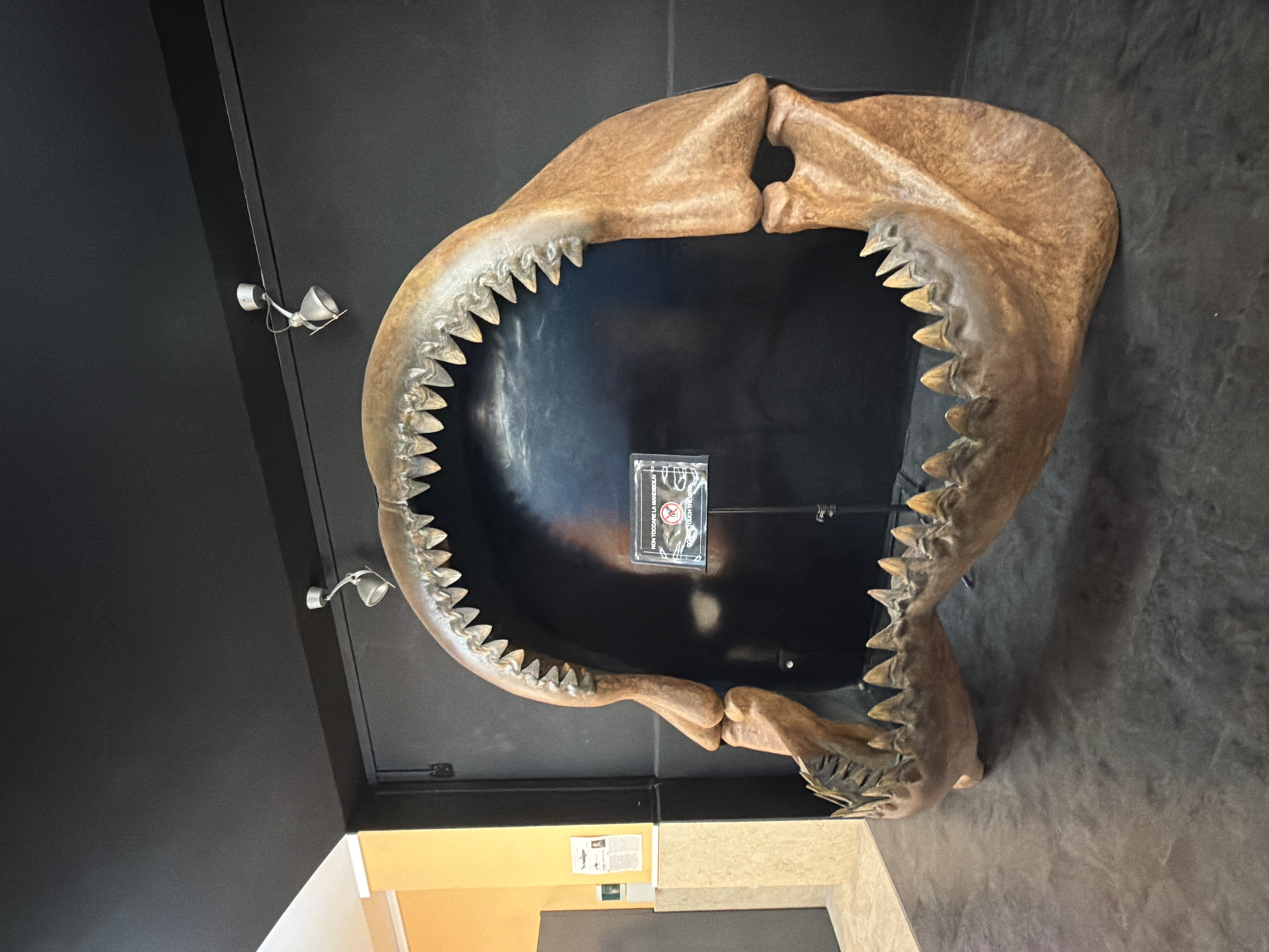 The image shows a large replica of a Megalodon shark's jaw, on display in a museum. The jaw is open, revealing rows of sharp teeth. A sign in Italian and English reads "NON TOCCARE LA MANDIBOLA" and "DO NOT TOUCH THE JAW". The jaw is positioned against a black wall, with spotlights illuminating it from above. To the left of the display, a yellow wall and a poster are visible. The floor is dark and textured. Based on the context of the poster and the overall presentation, this exhibit is likely located in the Museo Geologico G.G. Gemmellaro in Palermo, Italy.