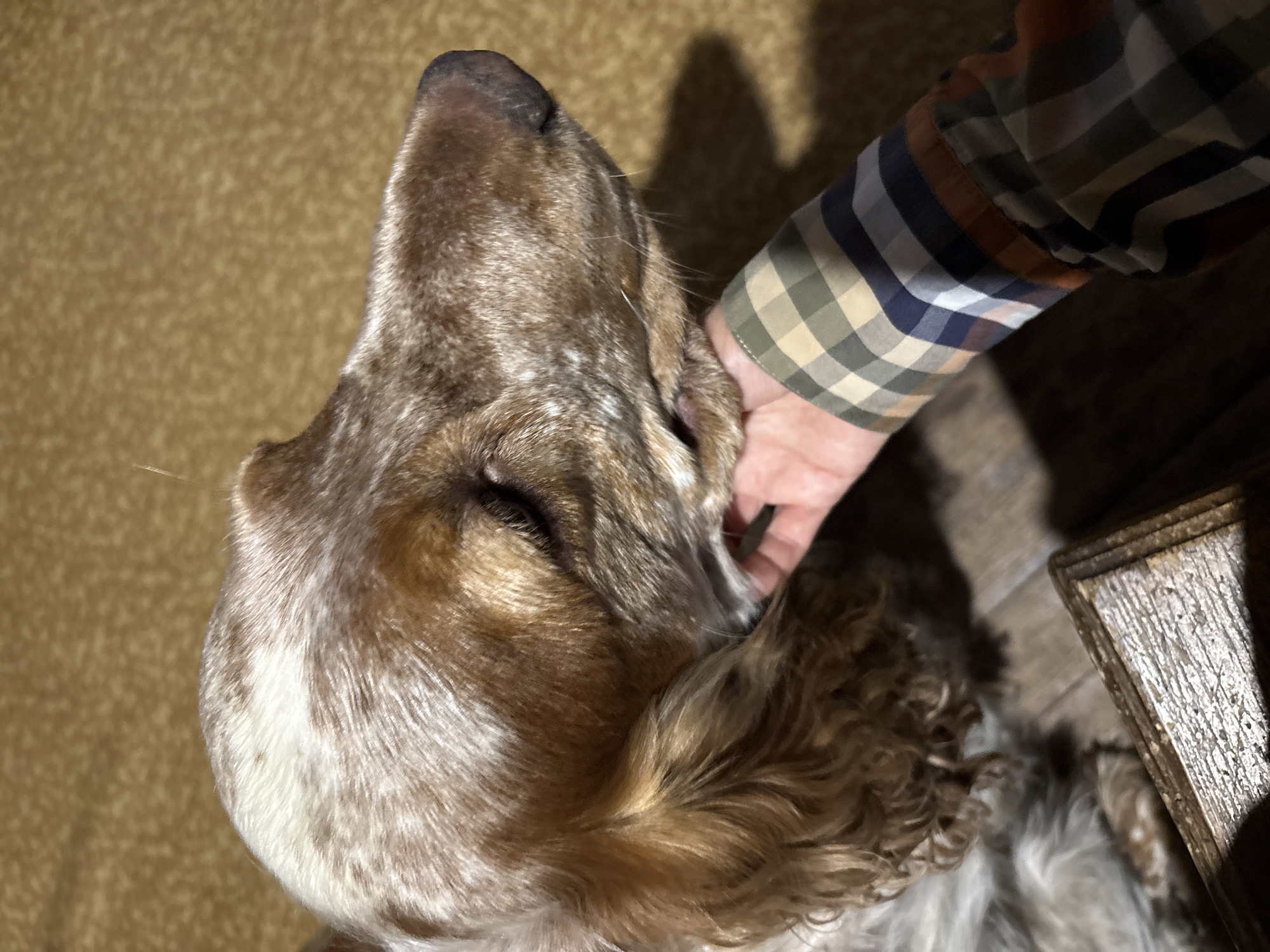 This is a close-up, high-angle, indoor shot of a dog being petted. The dog appears to be a breed with long, wavy fur, possibly a spaniel, with brown and white markings on its head and body. Its eyes are closed, suggesting it is relaxed or content. A person's hand is visible, stroking the dog's head, and they are wearing a long-sleeved, plaid shirt with a pattern of green, brown, blue, and white squares. The background is a textured, golden-brown surface, possibly a sofa or carpet, and a dark shadow is cast on it, suggesting artificial lighting. To the right, a portion of a wooden object, possibly furniture with a distressed finish, is visible. The scene evokes a feeling of warmth and affection. No text is visible in the image. The location context is Dubrovino, Russia, and the time of day and weather are not discernible.